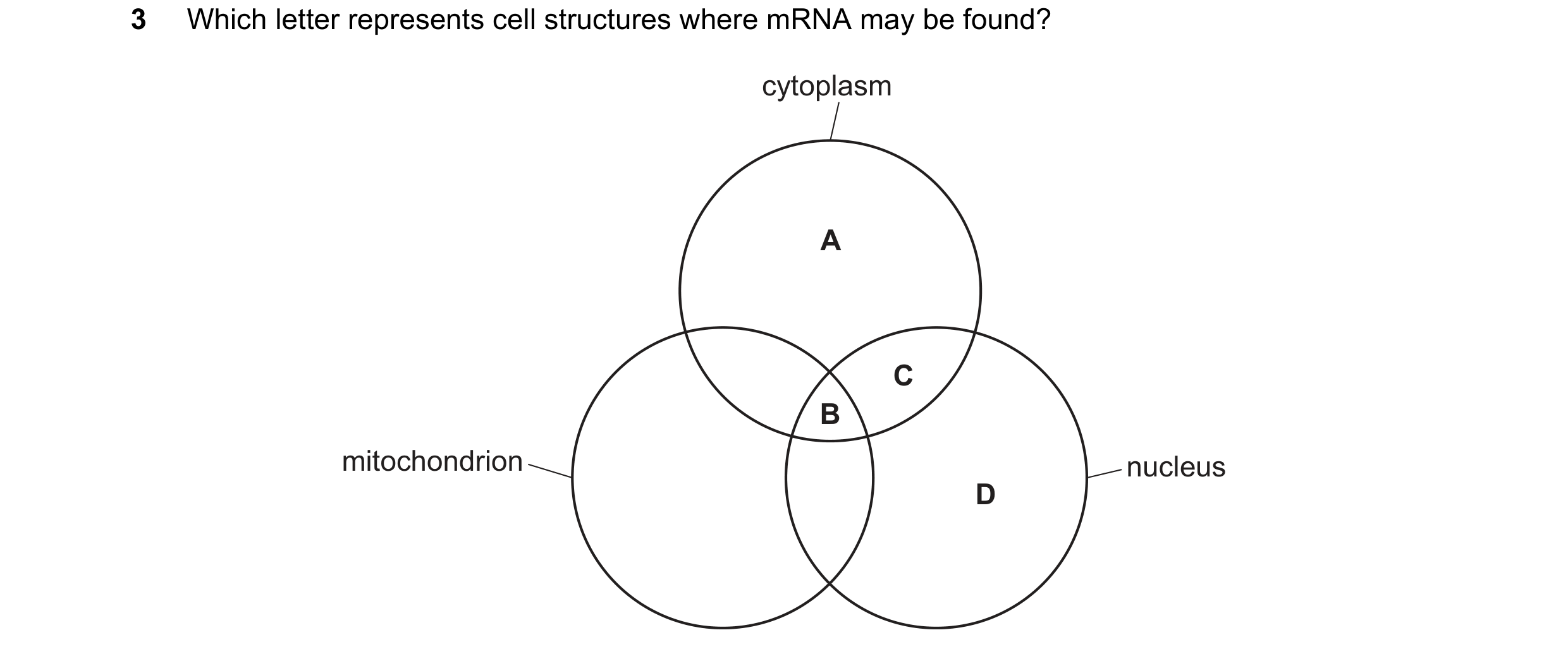 Question 155: Which letter represents cell structures where mRNA may be found? cytoplasm A C B mitochondrion nucleus D