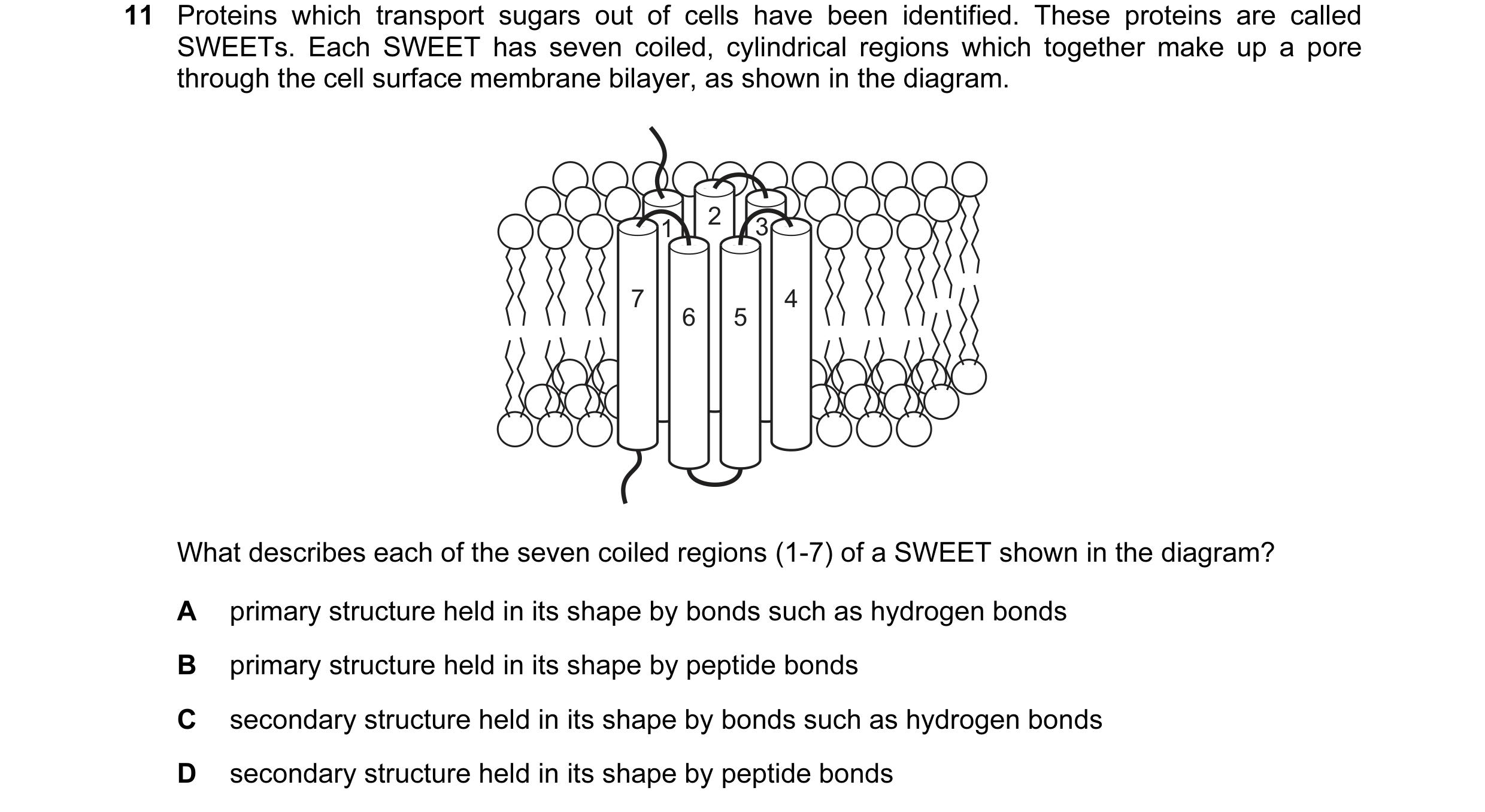 Question 102: Proteins which transport sugars out of cells have been identified. These proteins are called SWEETs. Each SWEET has seven coiled, cylindric…
