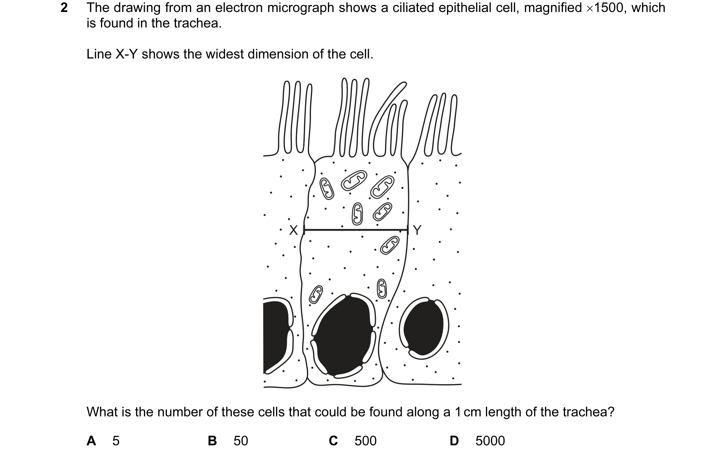 Question 143: The drawing from an electron micrograph shows a ciliated epithelial cell, magnified ×1500, which is found in the trachea. Line X-Y shows th…