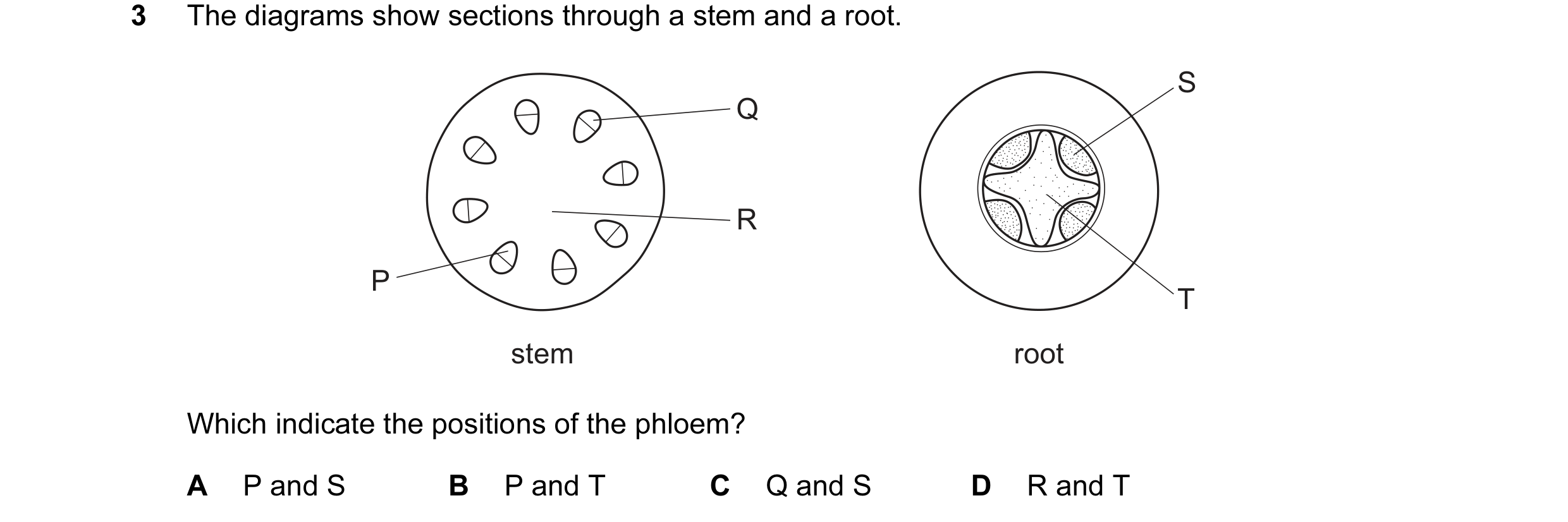 Question 6: The diagrams show sections through a stem and a root. S Q R P T stem root Which indicate the positions of the phloem? A P and S B P and T C…