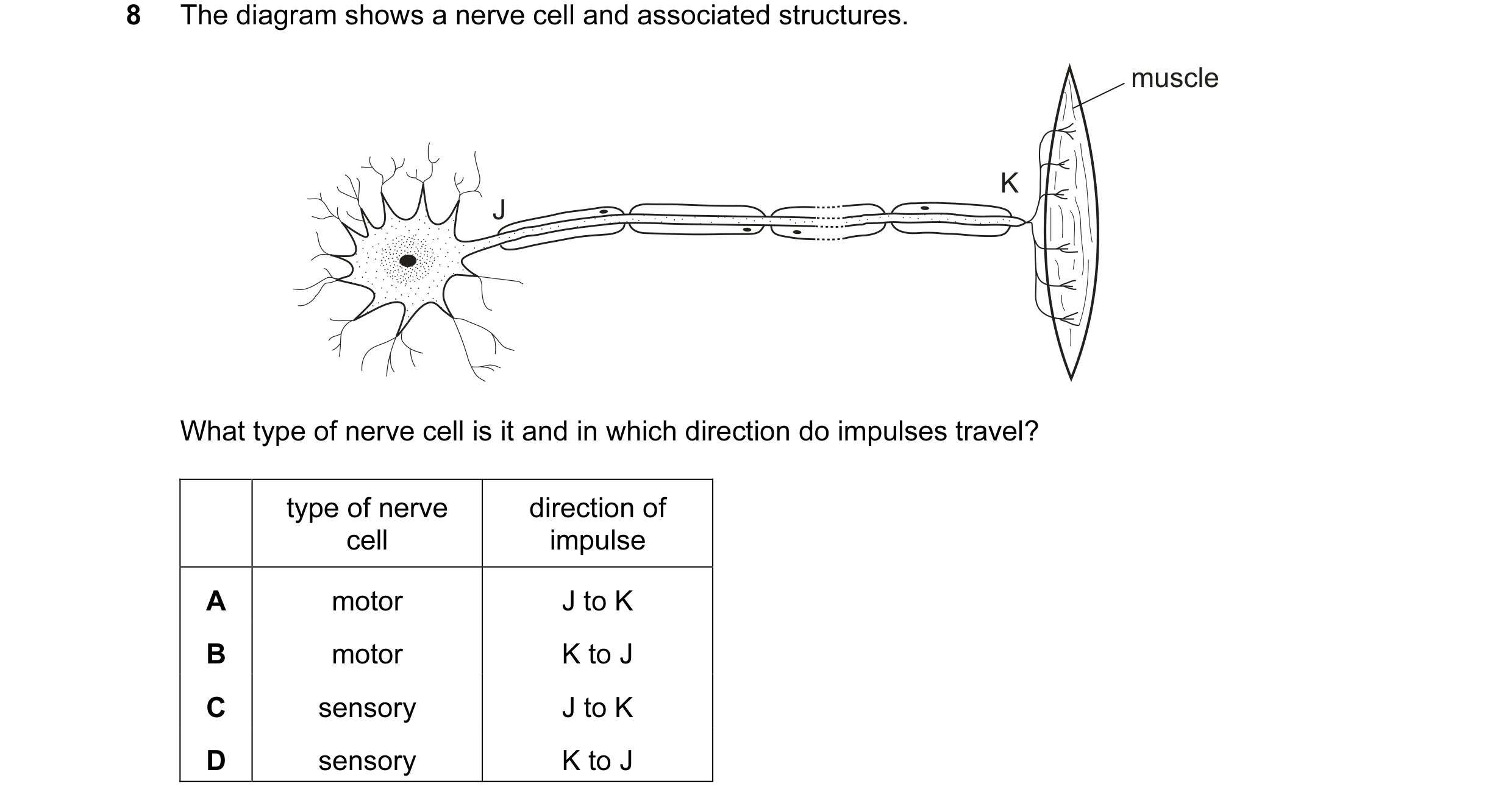 Question 29: The diagram shows a nerve cell and associated structures. muscle K J What type of nerve cell is it and in which direction do impulses trave…