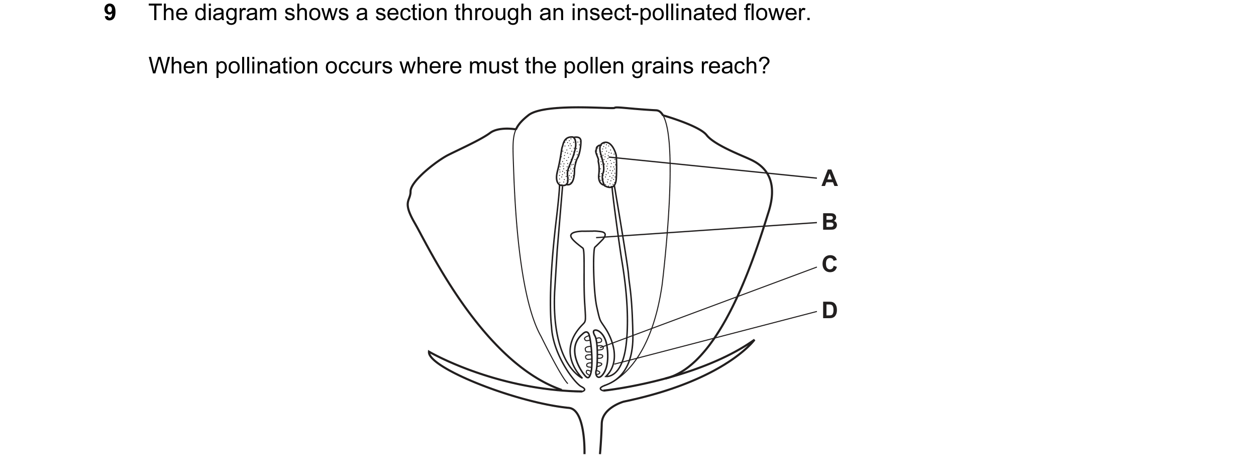 Question 22: The diagram shows a section through an insect-pollinated flower. When pollination occurs where must the pollen grains reach? A B C D