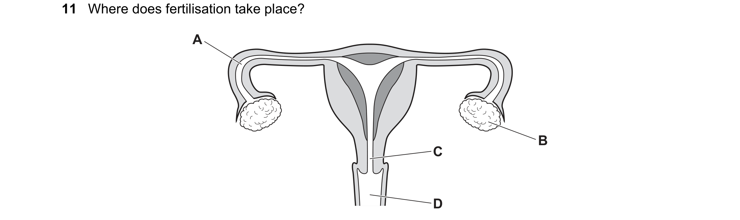 Question 47: Where does fertilisation take place? A B C D