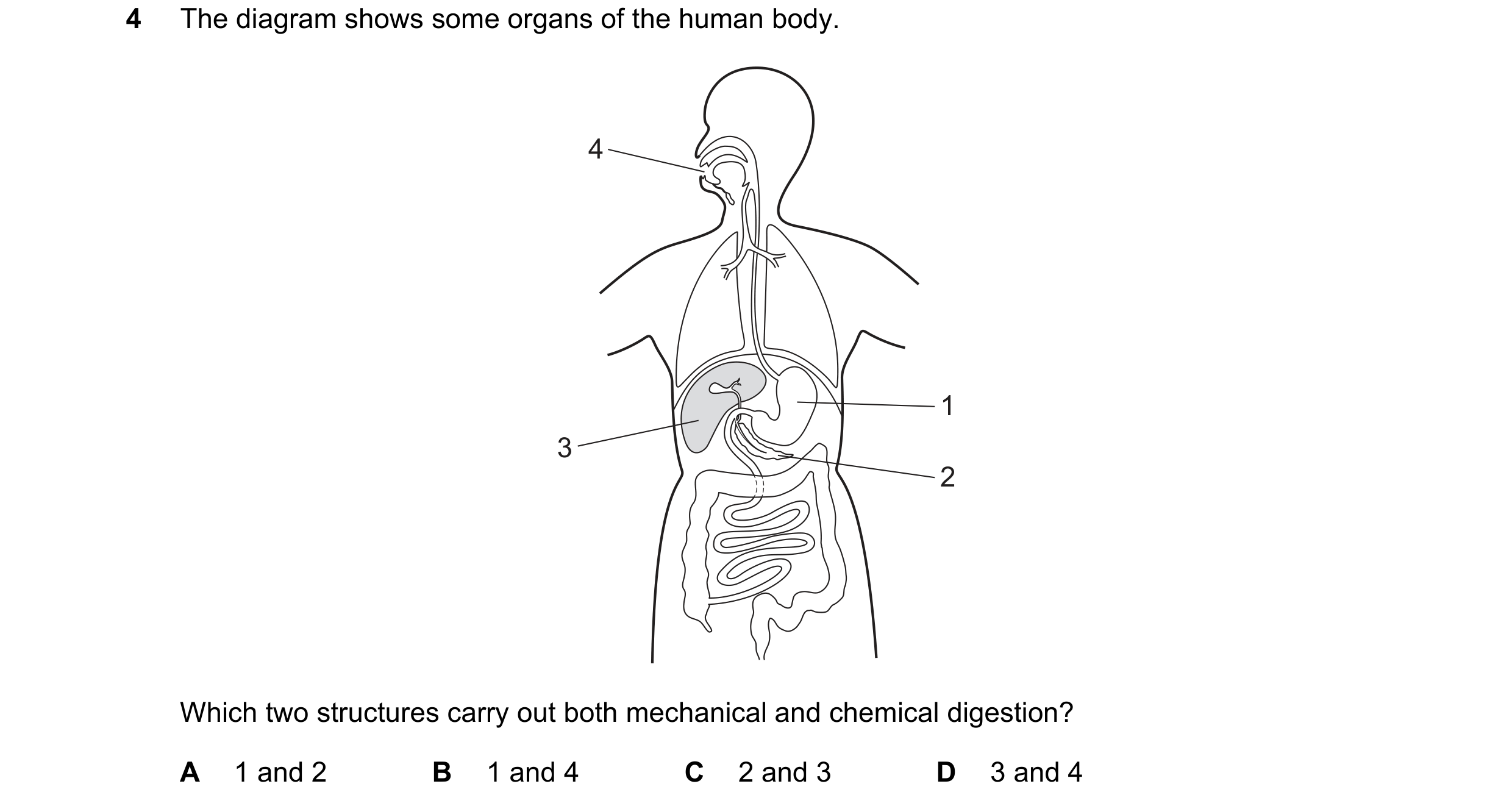 Question 13: The diagram shows some organs of the human body. 4 1 3 2 Which two structures carry out both mechanical and chemical digestion? A 1 and 2 B…