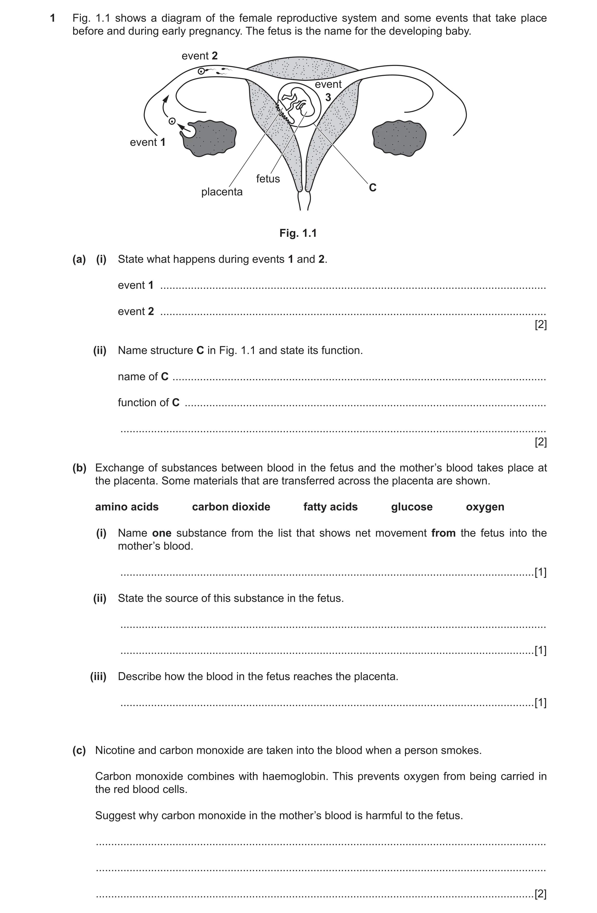 Question 2: Fig. 1.1 shows a diagram of the female reproductive system and some events that take place before and during early pregnancy. The fetus is …