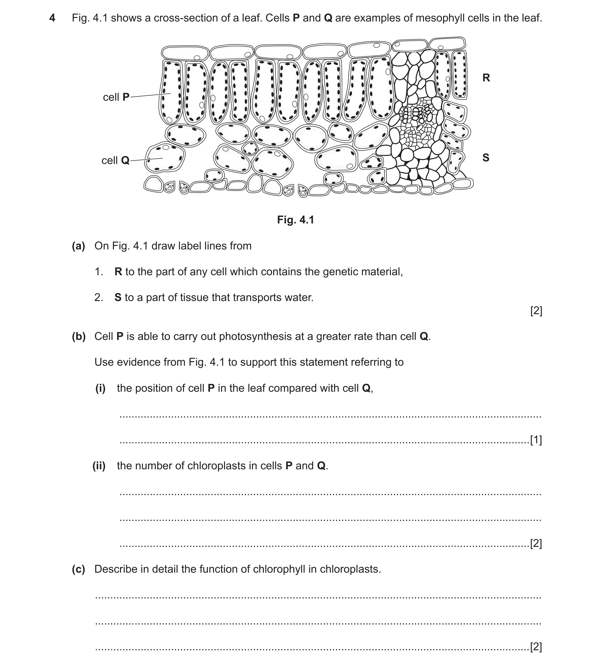 Question 2: Fig. 4.1 shows a cross-section of a leaf. Cells P and Q are examples of mesophyll cells in the leaf. R cell P cell Q S Fig. 4.1 (a) On Fig.…