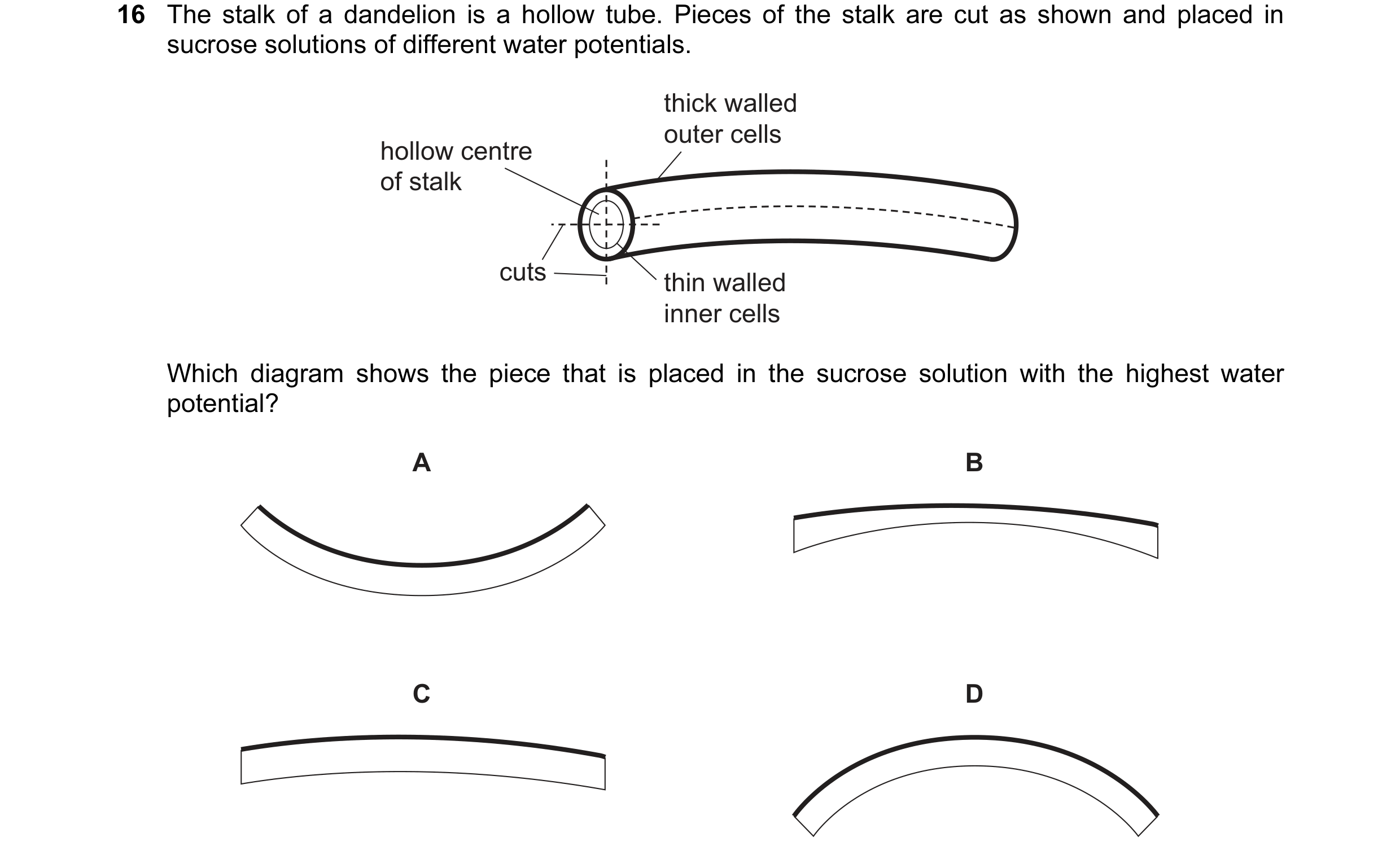 Question 29: The stalk of a dandelion is a hollow tube. Pieces of the stalk are cut as shown and placed in sucrose solutions of different water potentia…