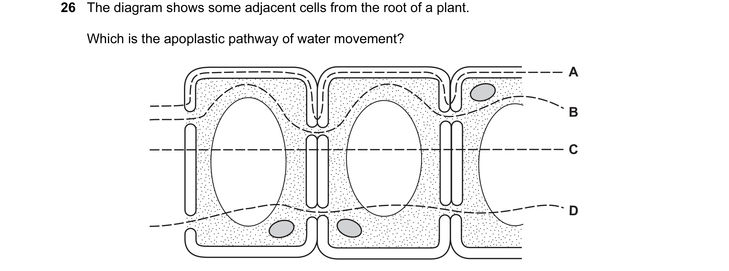 Question 24: The diagram shows some adjacent cells from the root of a plant. Which is the apoplastic pathway of water movement? A B C D