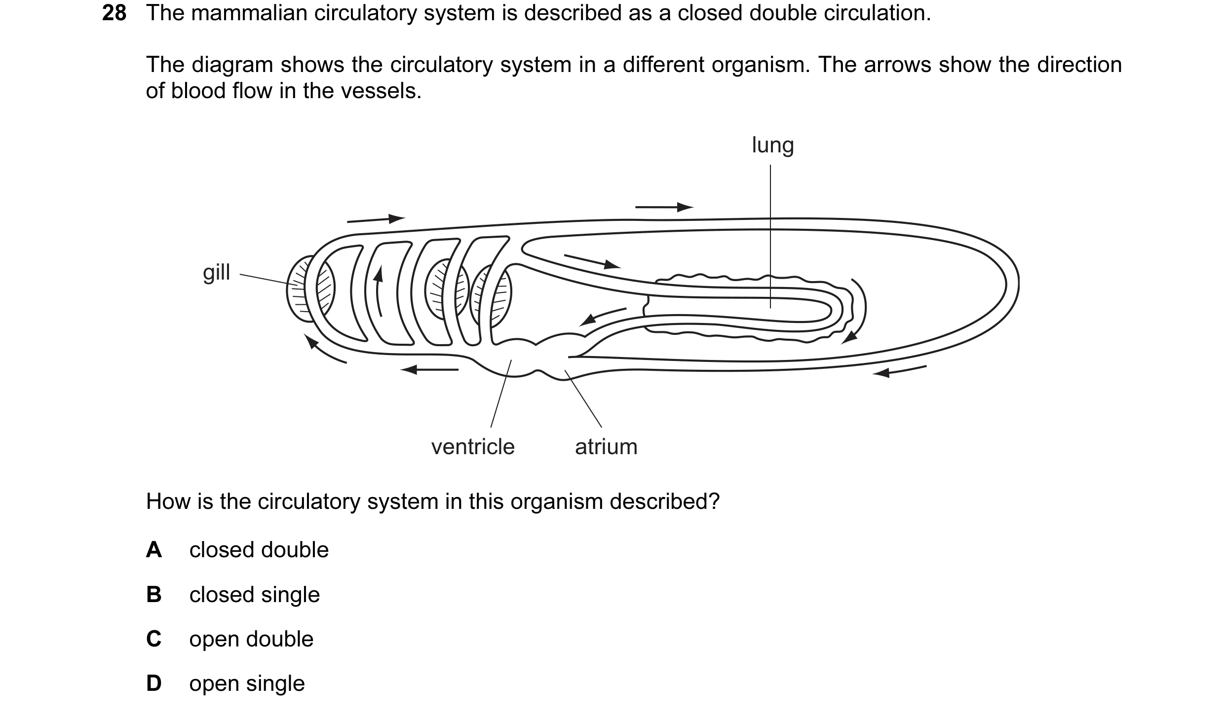 Question 11: The mammalian circulatory system is described as a closed double circulation. The diagram shows the circulatory system in a different organ…