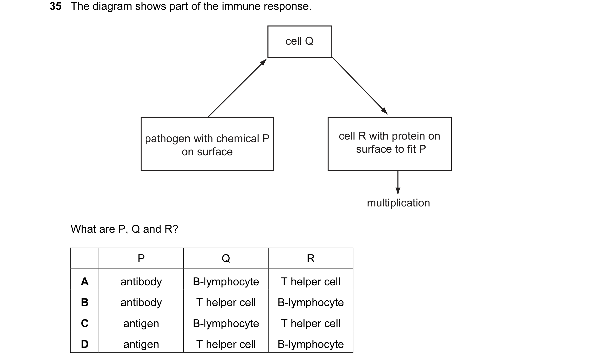 Question 17: The diagram shows part of the immune response. cell Q pathogen with chemical P cell R with protein on on surface surface to fit P multiplic…