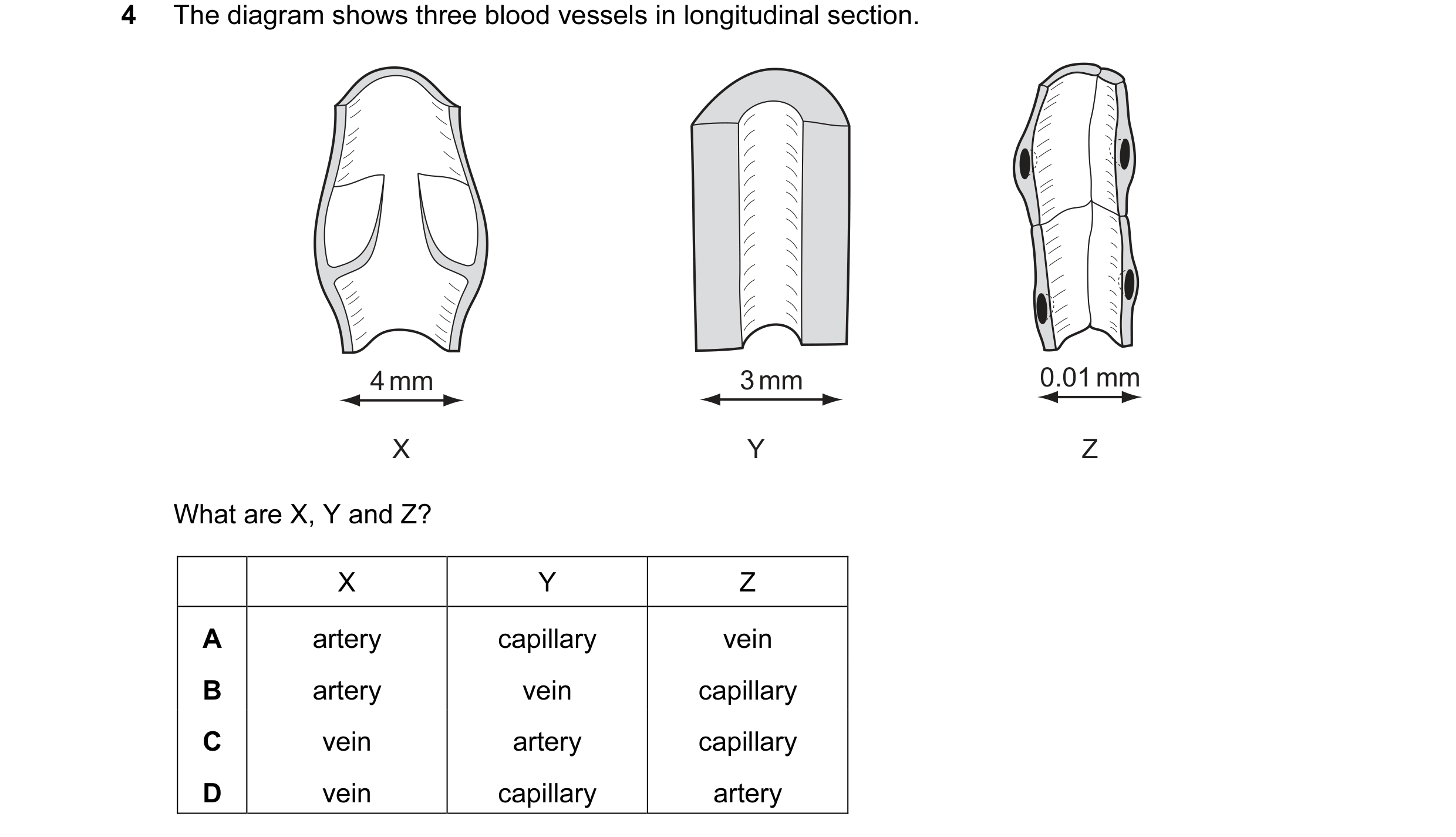 Question 12: The diagram shows three blood vessels in longitudinal section. 4 mm 3 mm 0.01 mm X Y Z What are X, Y and Z? X Y Z A artery capillary vein B…