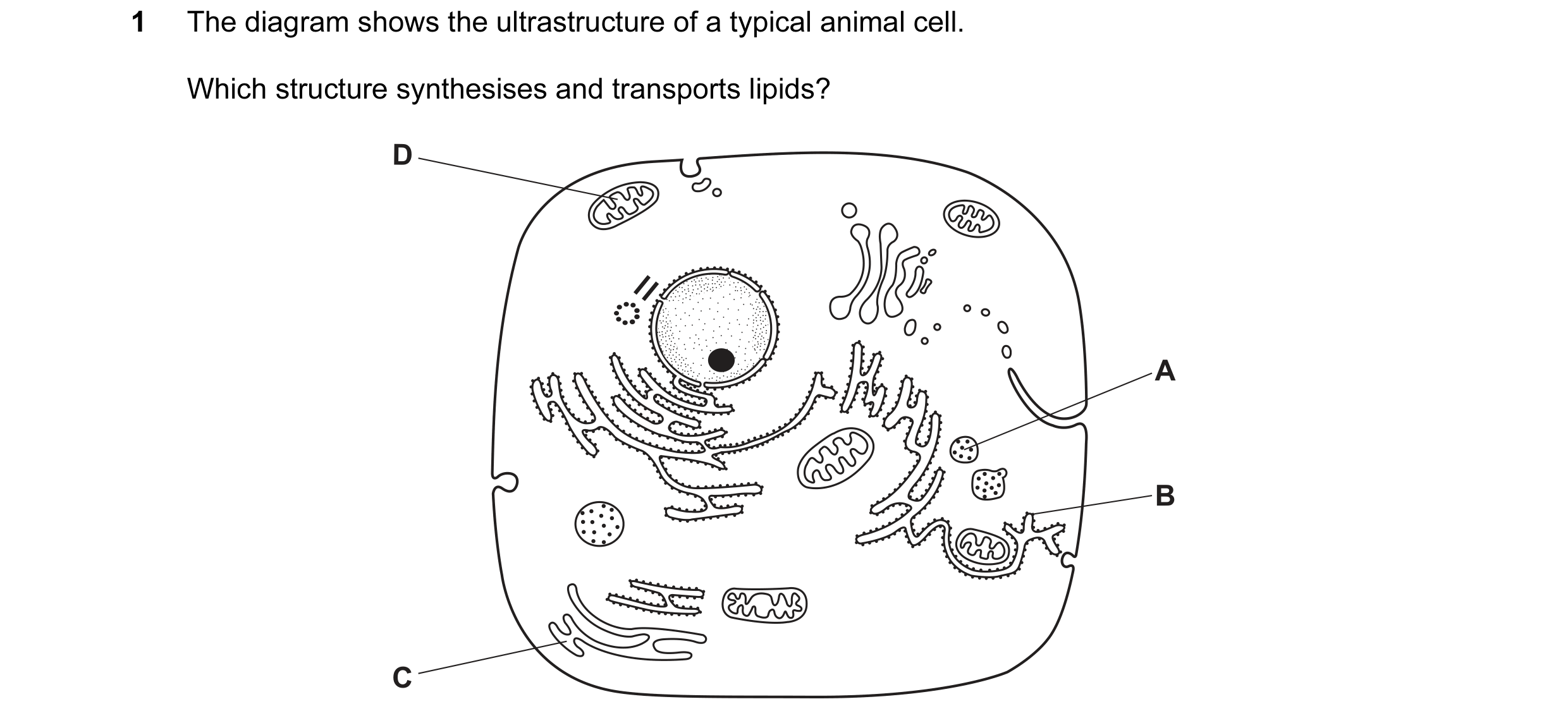 Question 161: The diagram shows the ultrastructure of a typical animal cell. Which structure synthesises and transports lipids? D A B C