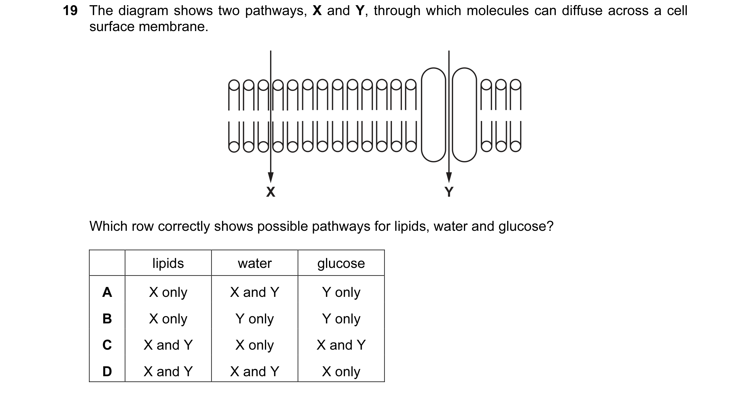 Question 119: The diagram shows two pathways, X and Y, through which molecules can diffuse across a cell surface membrane. X Y Which row correctly shows …