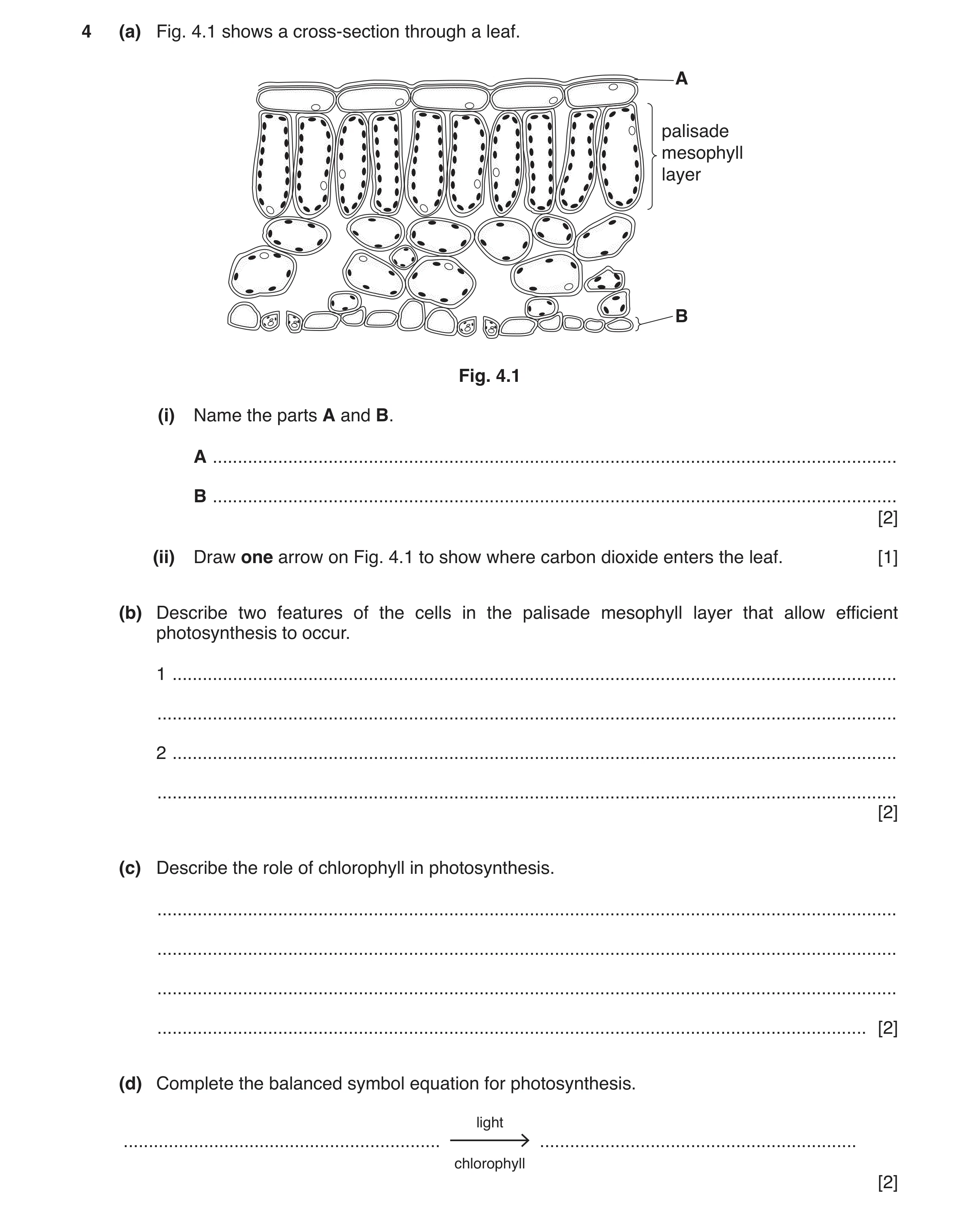 Question 6: (a) Fig. 4.1 shows a cross-section through a leaf. A palisade mesophyll layer B Fig. 4.1 (i) Name the parts A and B. A ....................…