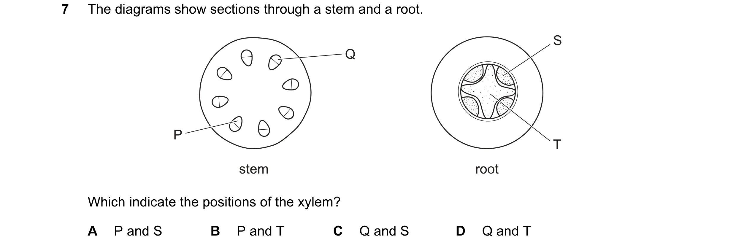 Question 11: The diagrams show sections through a stem and a root. S Q P T stem root Which indicate the positions of the xylem? A P and S B P and T C Q …