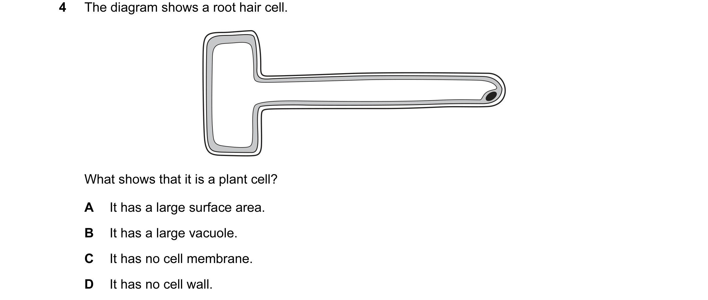 Question 10: The diagram shows a root hair cell. What shows that it is a plant cell? A It has a large surface area. B It has a large vacuole. C It has n…