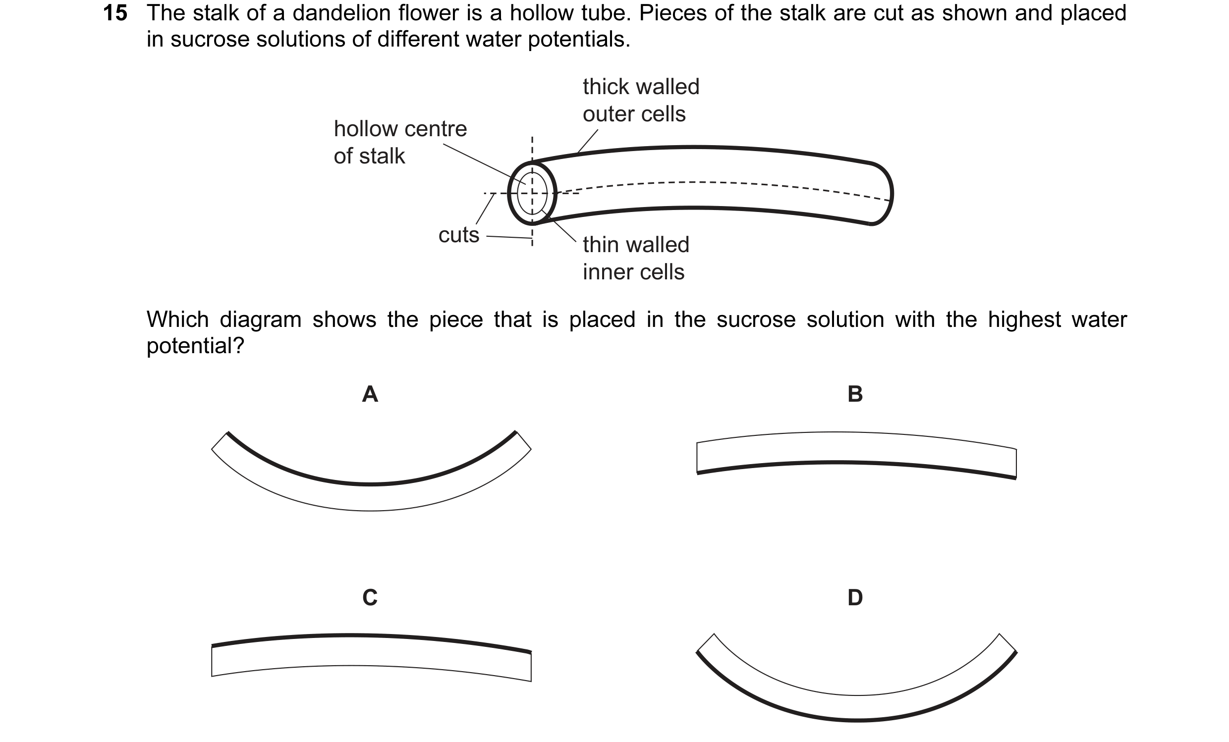 Question 71: The stalk of a dandelion flower is a hollow tube. Pieces of the stalk are cut as shown and placed in sucrose solutions of different water p…
