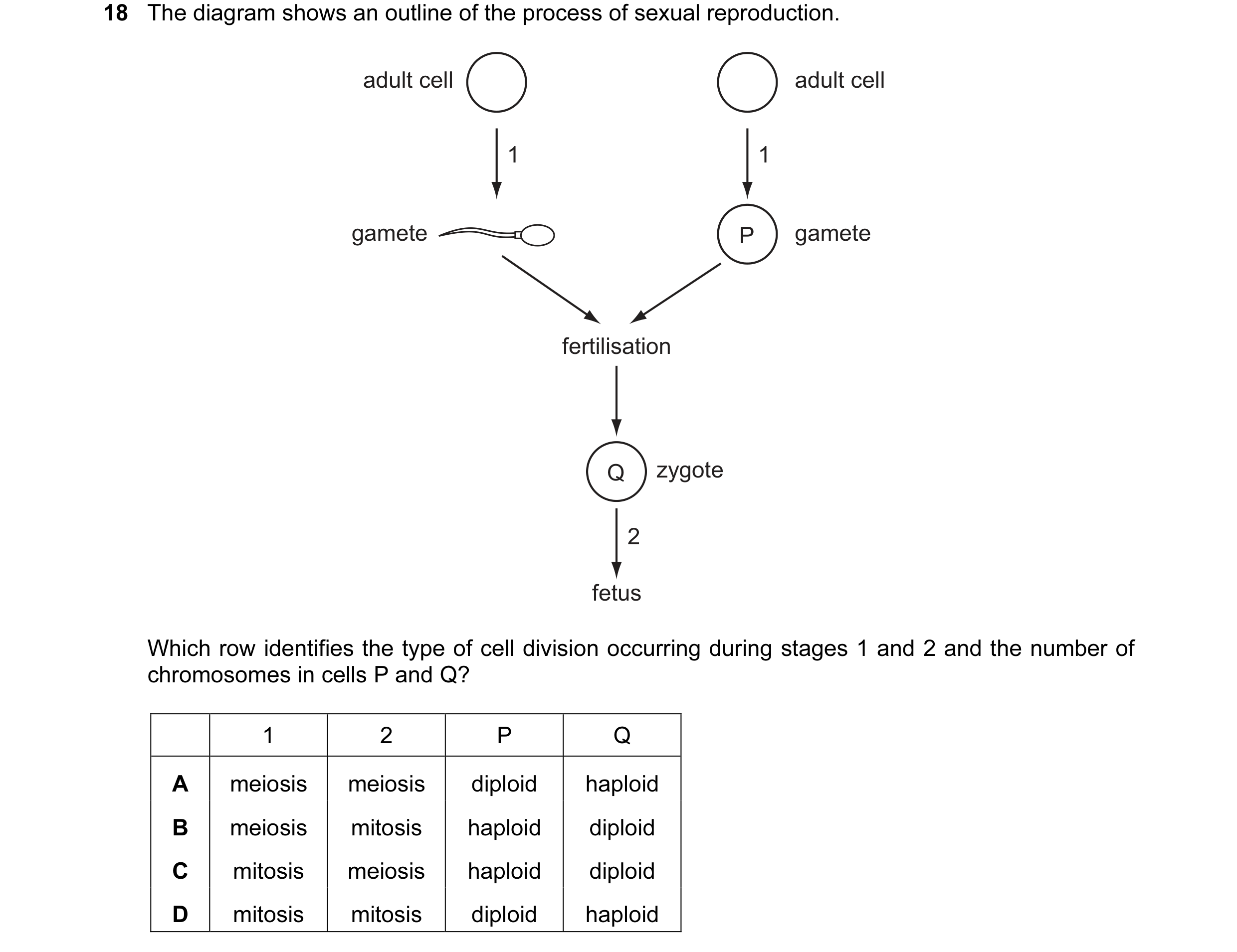 Question 32: The diagram shows an outline of the process of sexual reproduction. adult cell adult cell 1 1 gamete P gamete fertilisation Q zygote 2 fetu…