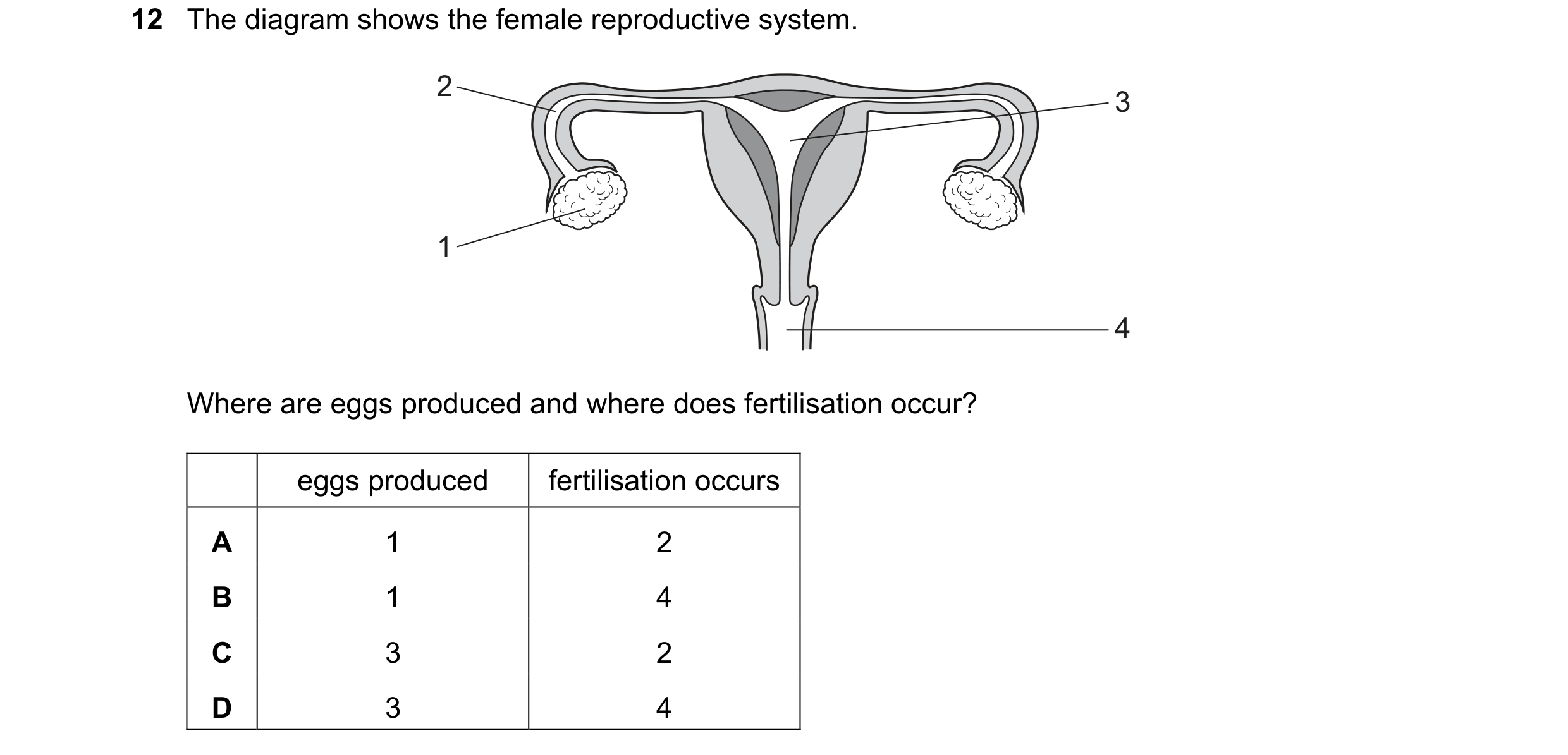 Question 55: The diagram shows the female reproductive system. 2 3 1 4 Where are eggs produced and where does fertilisation occur? eggs produced fertili…