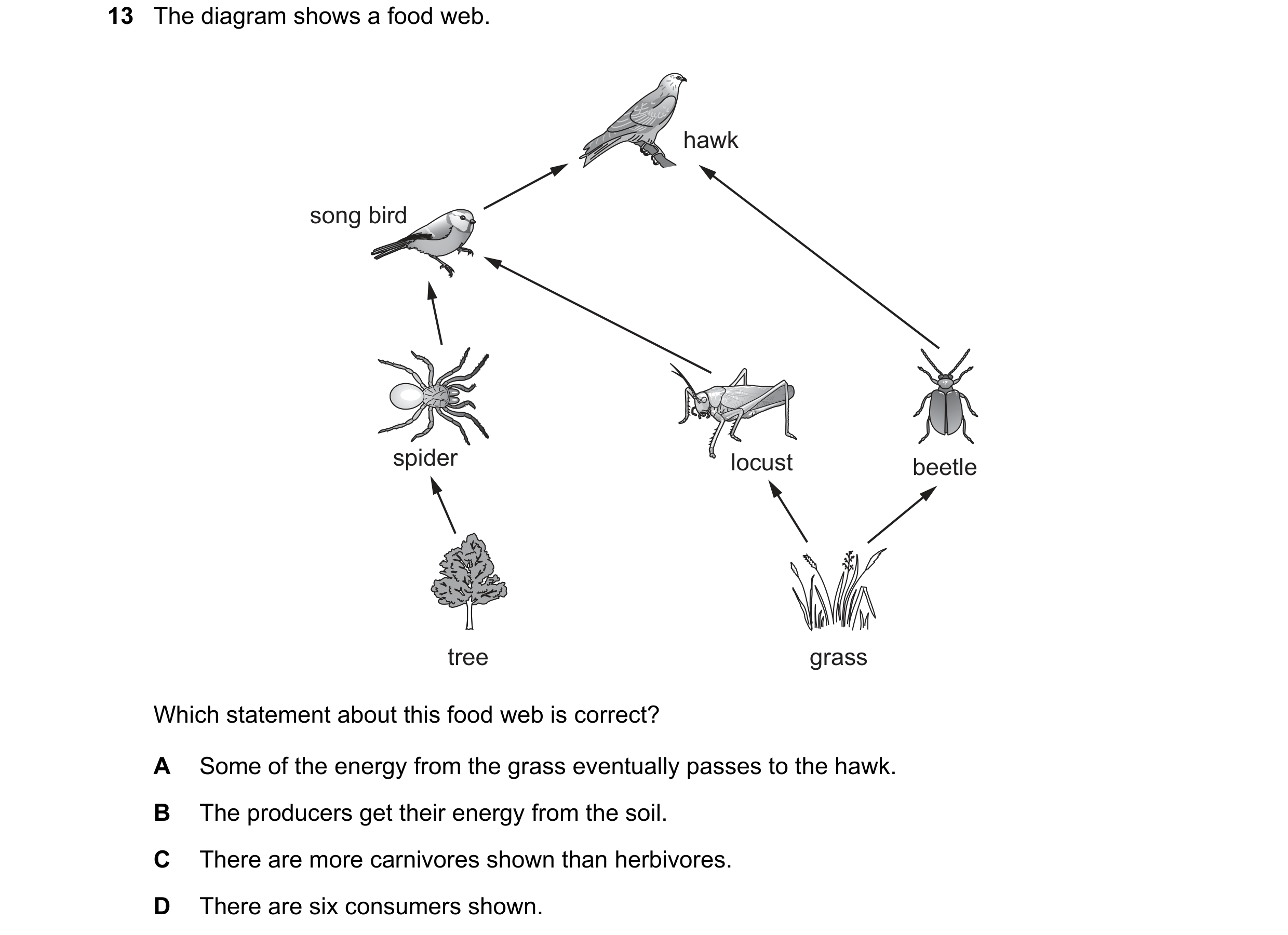 Question 26: The diagram shows a food web. hawk song bird spider locust beetle tree grass Which statement about this food web is correct? A Some of the …