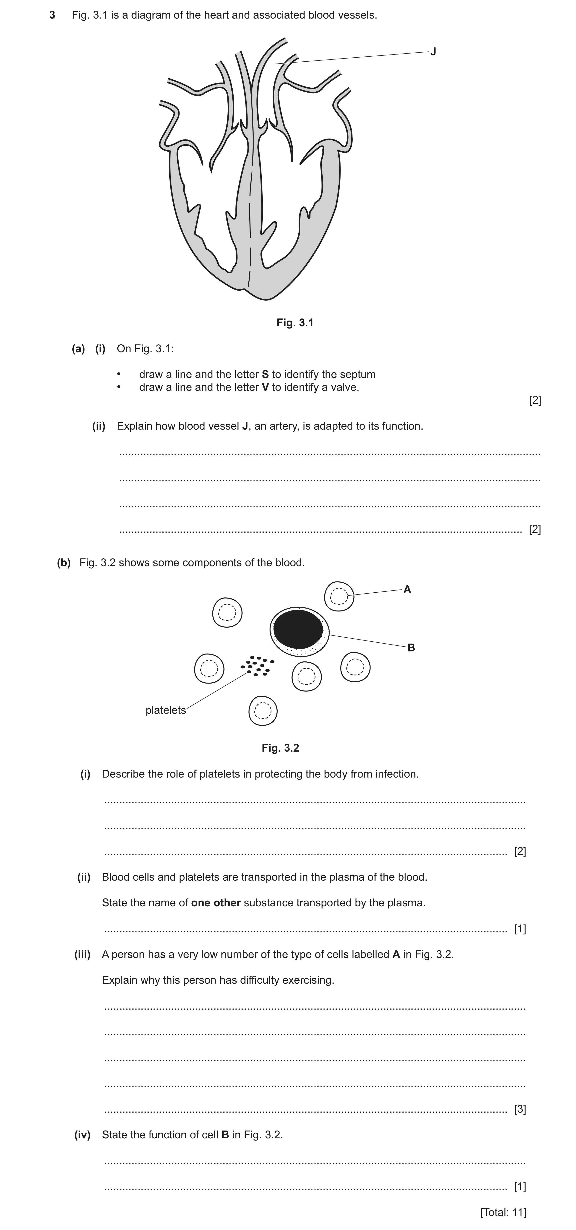 Question 16: Fig. 3.1 is a diagram of the heart and associated blood vessels. J Fig. 3.1 (a) (i) On Fig. 3.1: • draw a line and the letter S to identify…