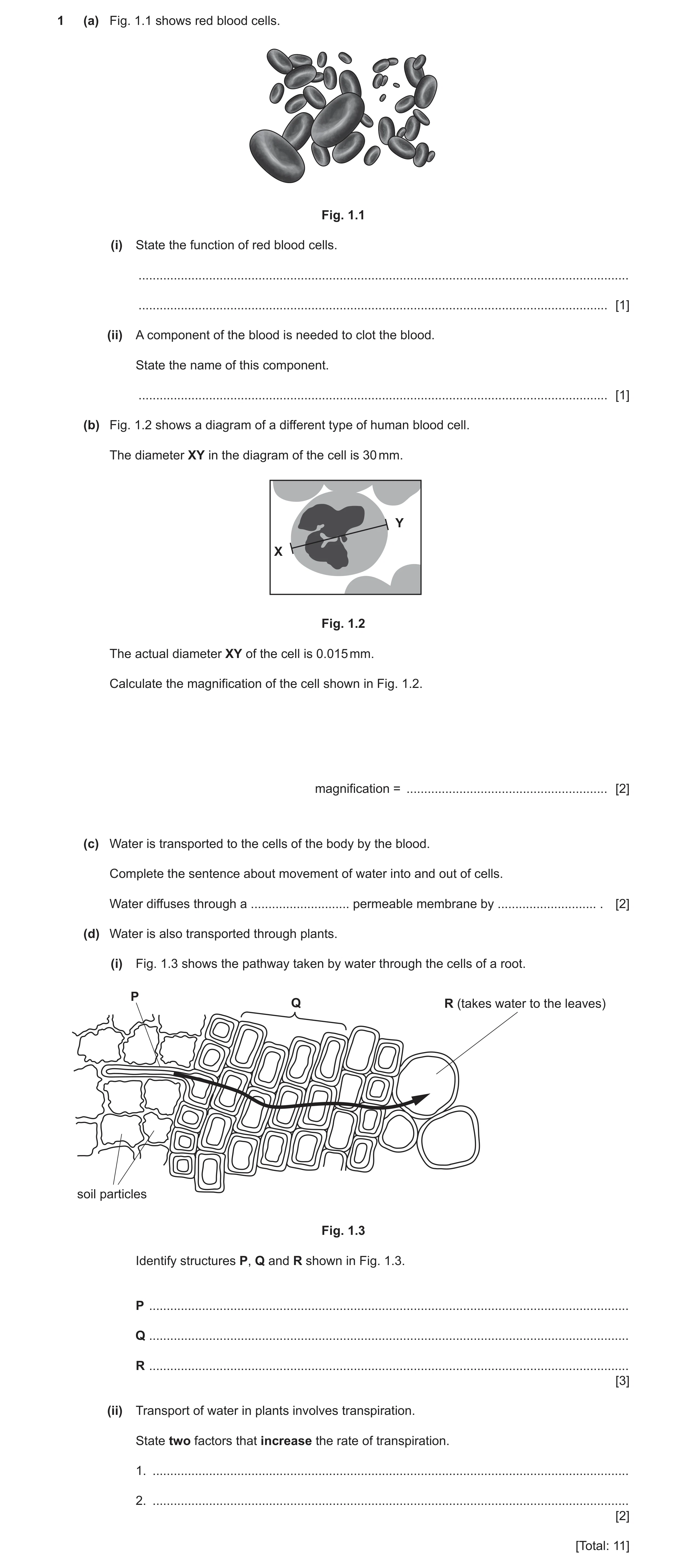 Question 8: (a) Fig. 1.1 shows red blood cells. Fig. 1.1 (i) State the function of red blood cells. ...................................................…
