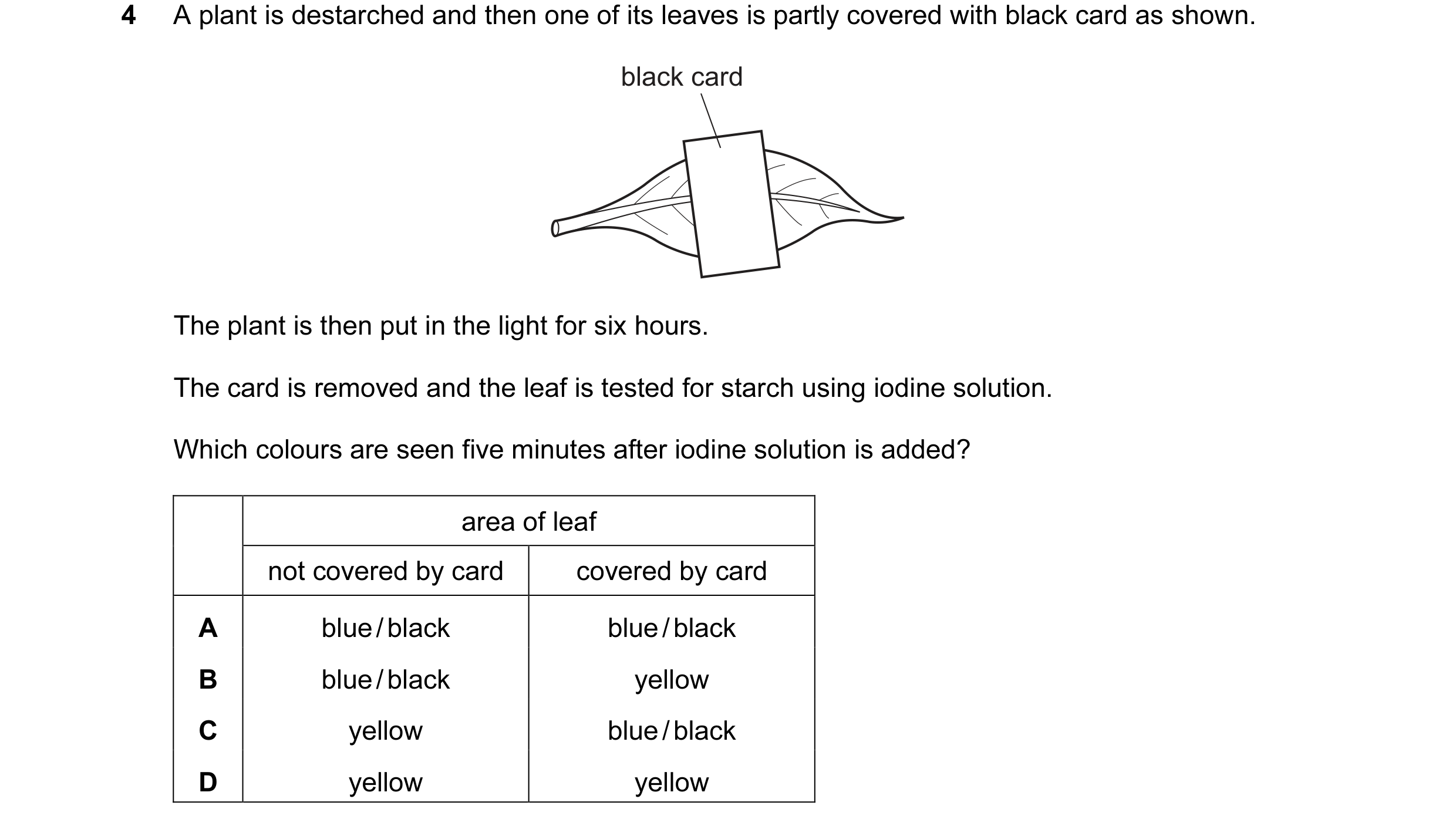 Question 32: A plant is destarched and then one of its leaves is partly covered with black card as shown. black card The plant is then put in the light …