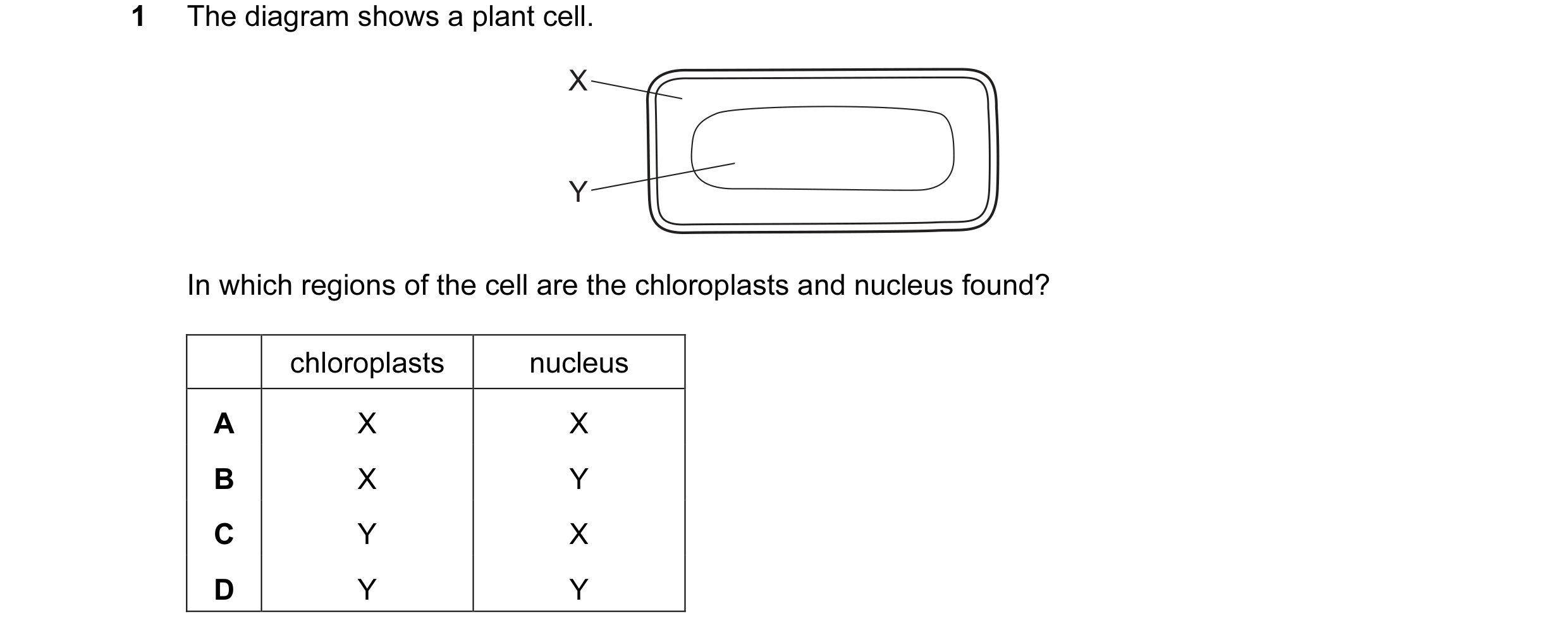 Question 32: The diagram shows a plant cell. X Y In which regions of the cell are the chloroplasts and nucleus found? chloroplasts nucleus A X X B X Y C…