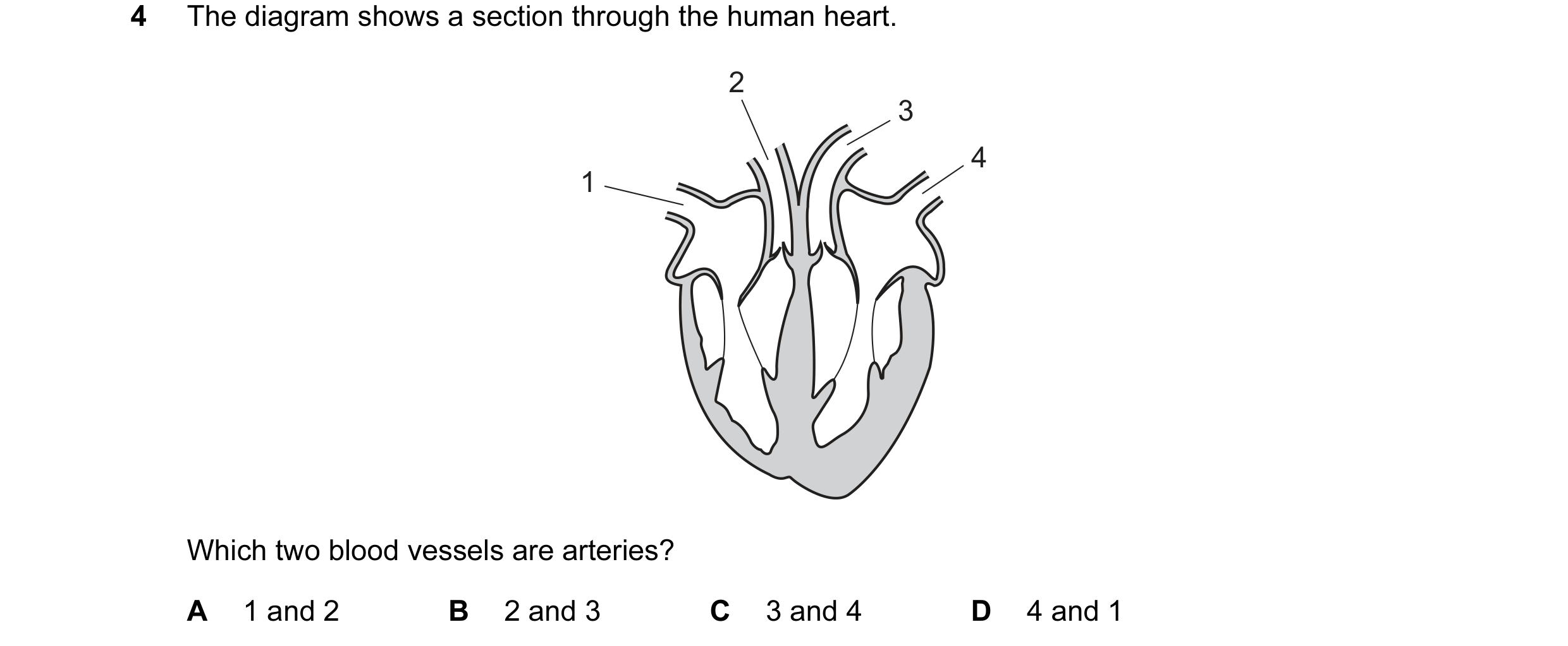 Question 24: The diagram shows a section through the human heart. 2 3 4 1 Which two blood vessels are arteries? A 1 and 2 B 2 and 3 C 3 and 4 D 4 and 1