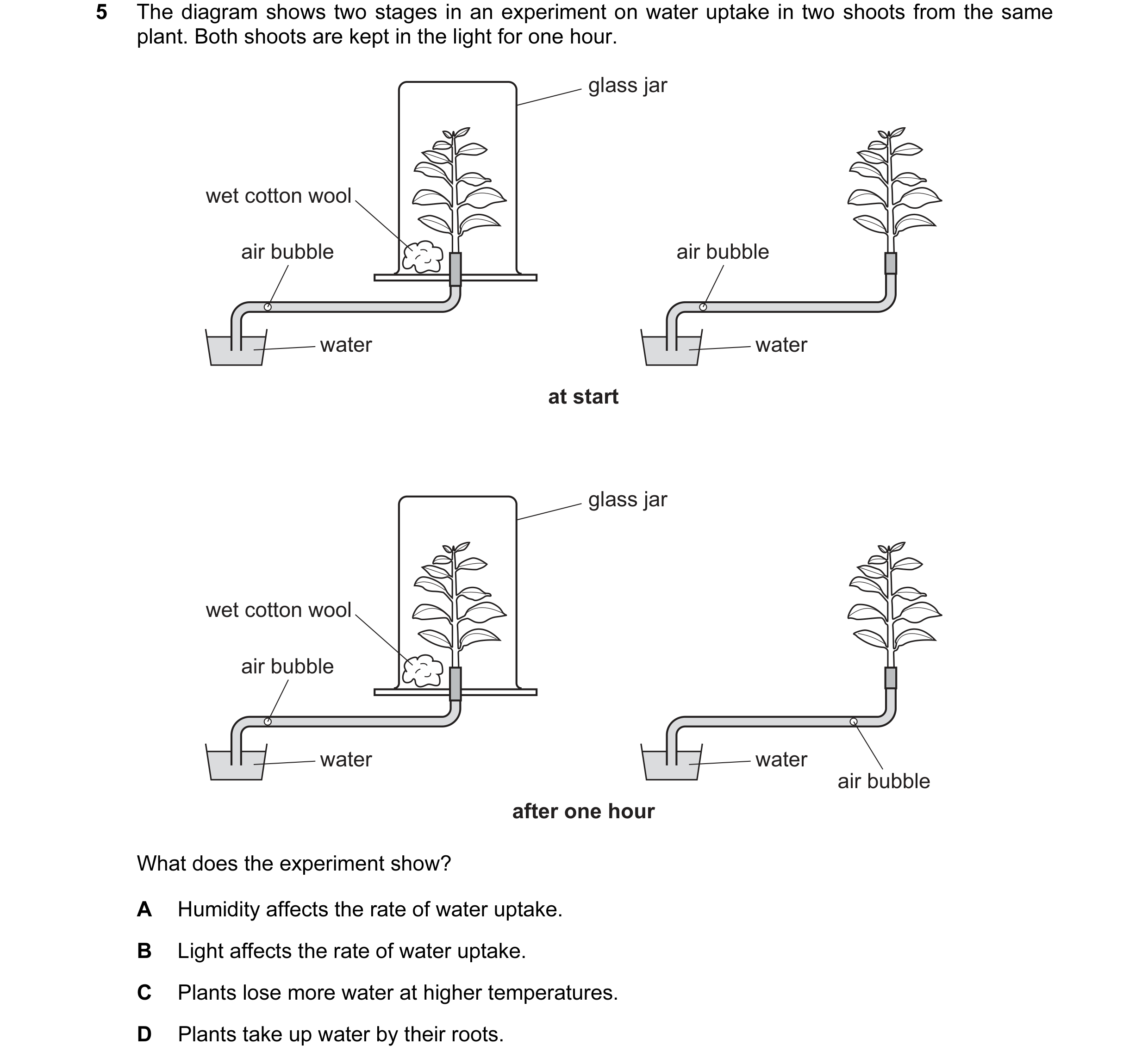 Question 6: The diagram shows two stages in an experiment on water uptake in two shoots from the same plant. Both shoots are kept in the light for one …