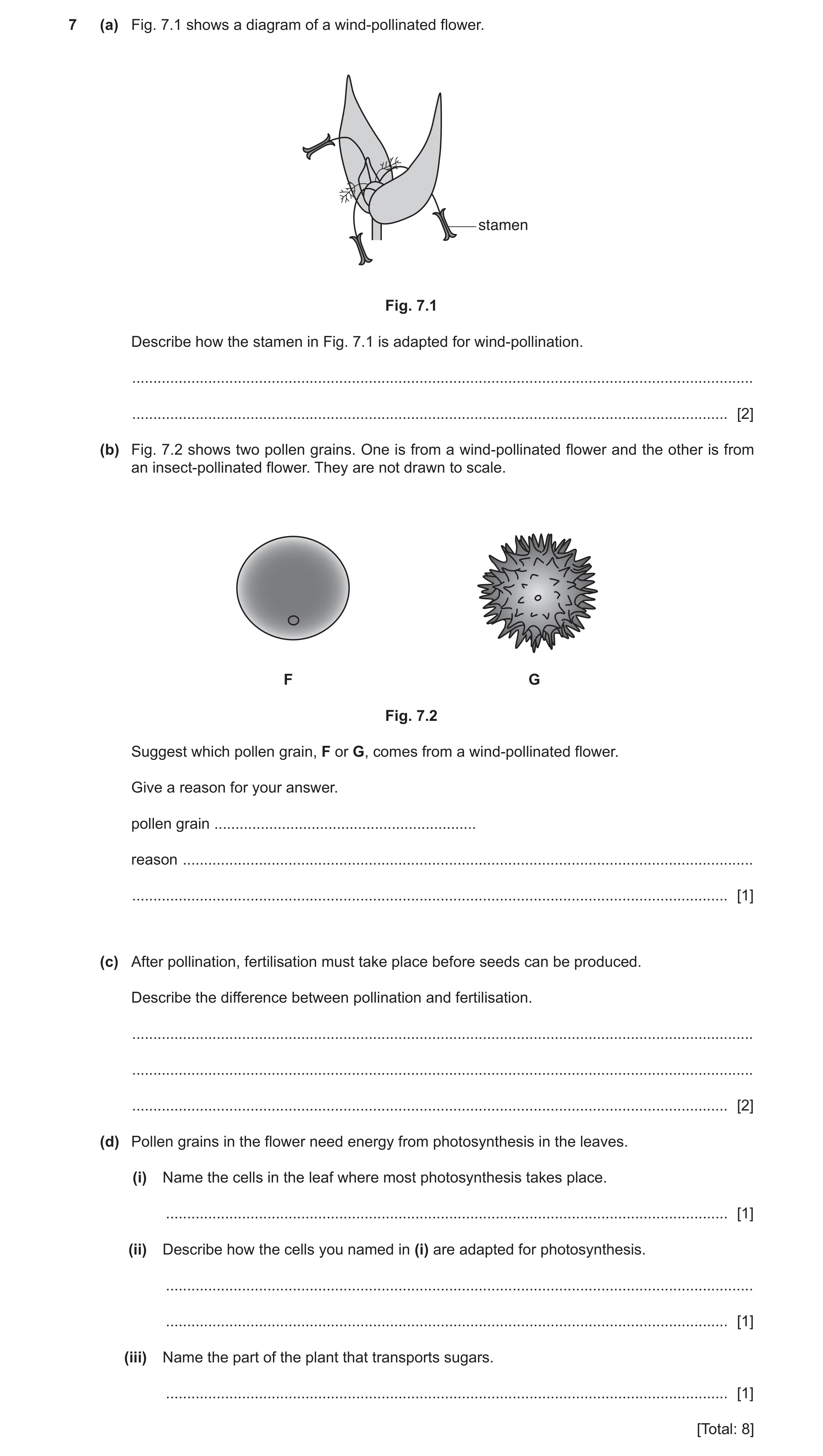 Question 11: (a) Fig. 7.1 shows a diagram of a wind-pollinated flower. stamen Fig. 7.1 Describe how the stamen in Fig. 7.1 is adapted for wind-pollinati…
