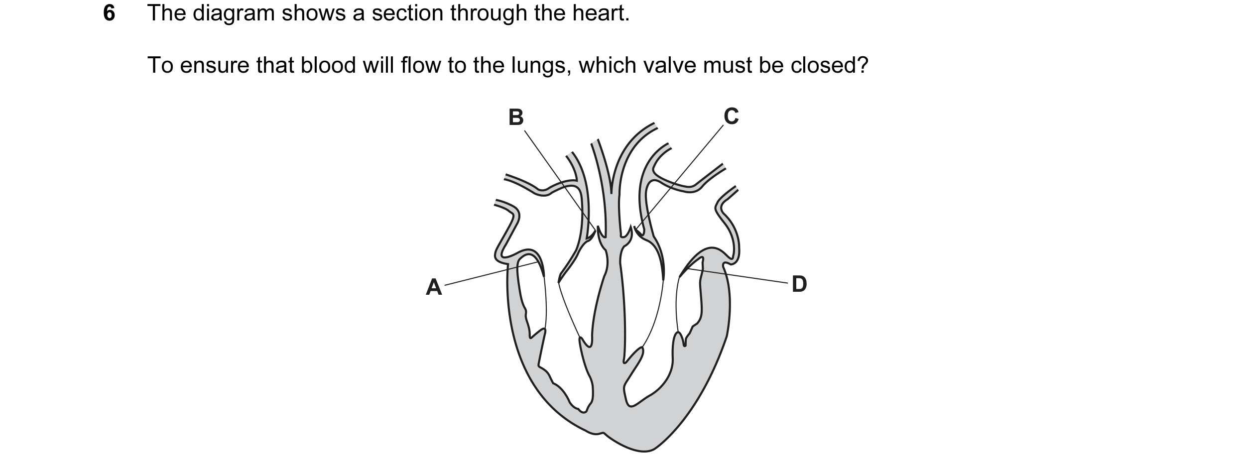 Question 33: The diagram shows a section through the heart. To ensure that blood will flow to the lungs, which valve must be closed? B C A D