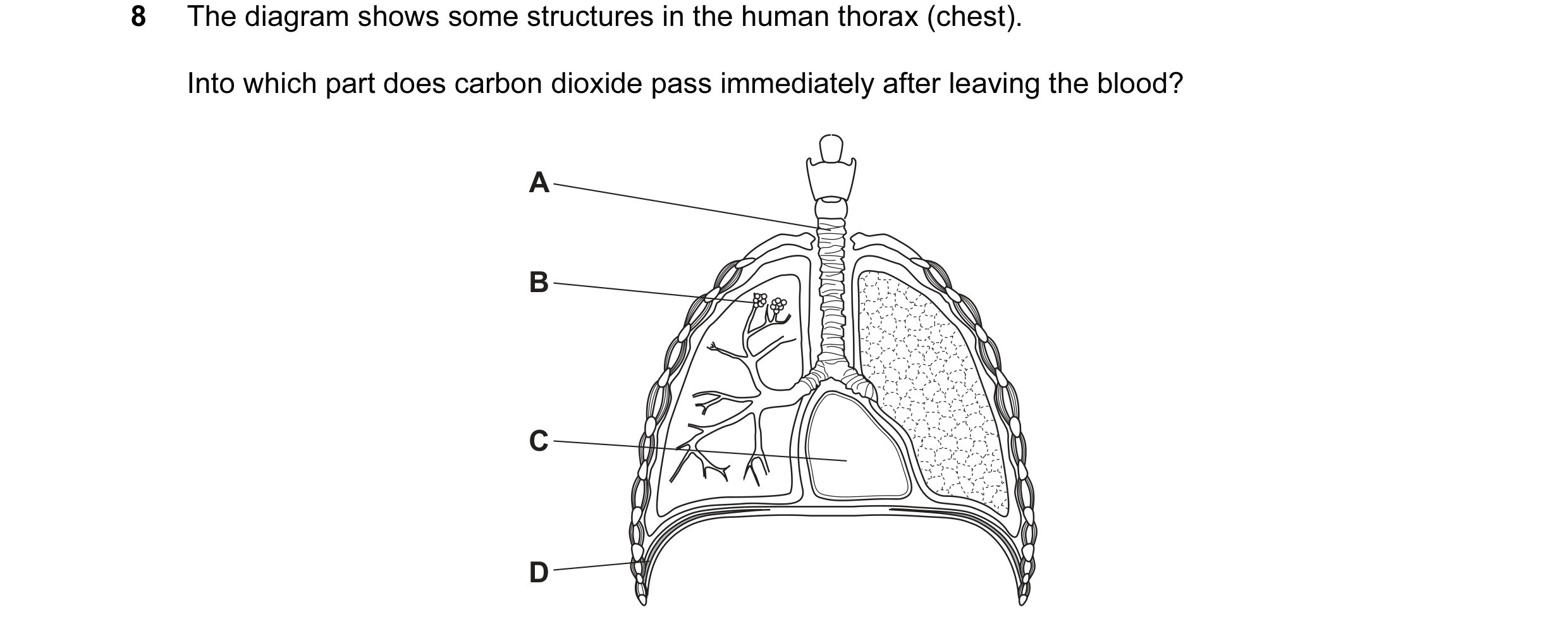 Question 33: The diagram shows some structures in the human thorax (chest). Into which part does carbon dioxide pass immediately after leaving the blood…