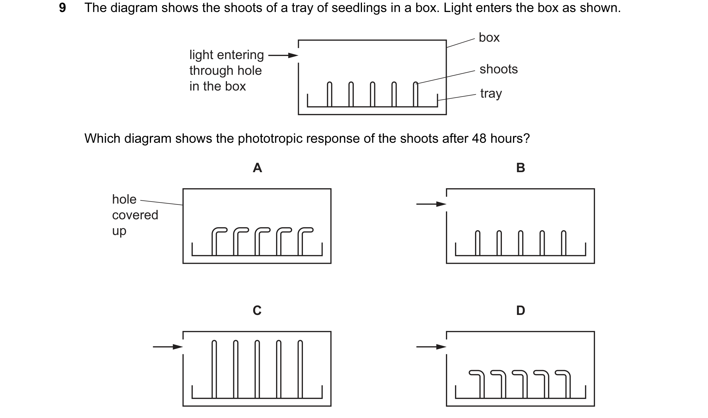 Question 31: The diagram shows the shoots of a tray of seedlings in a box. Light enters the box as shown. box light entering through hole shoots in the …