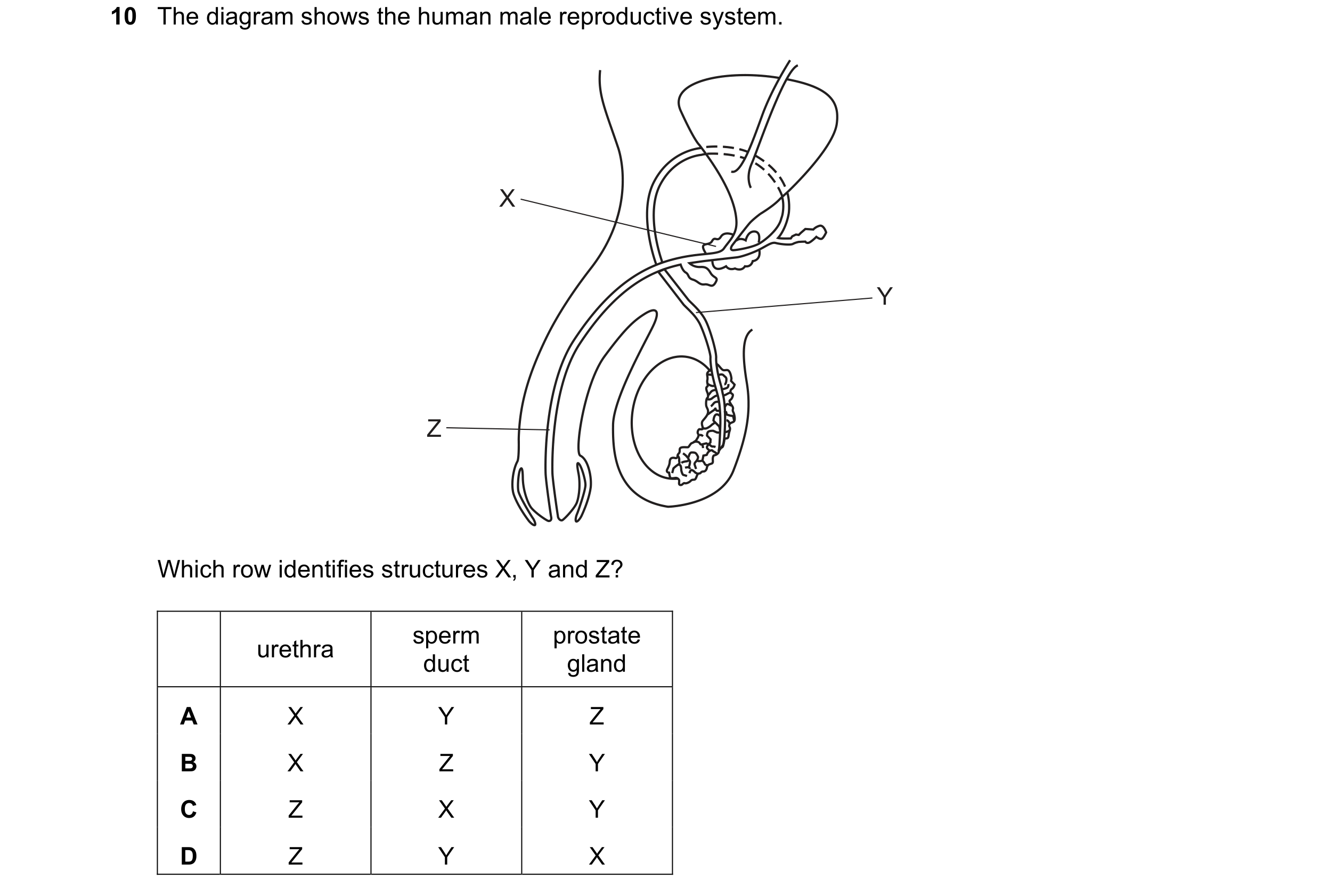 Question 19: The diagram shows the human male reproductive system. X Y Z Which row identifies structures X, Y and Z? sperm prostate urethra duct gland A…
