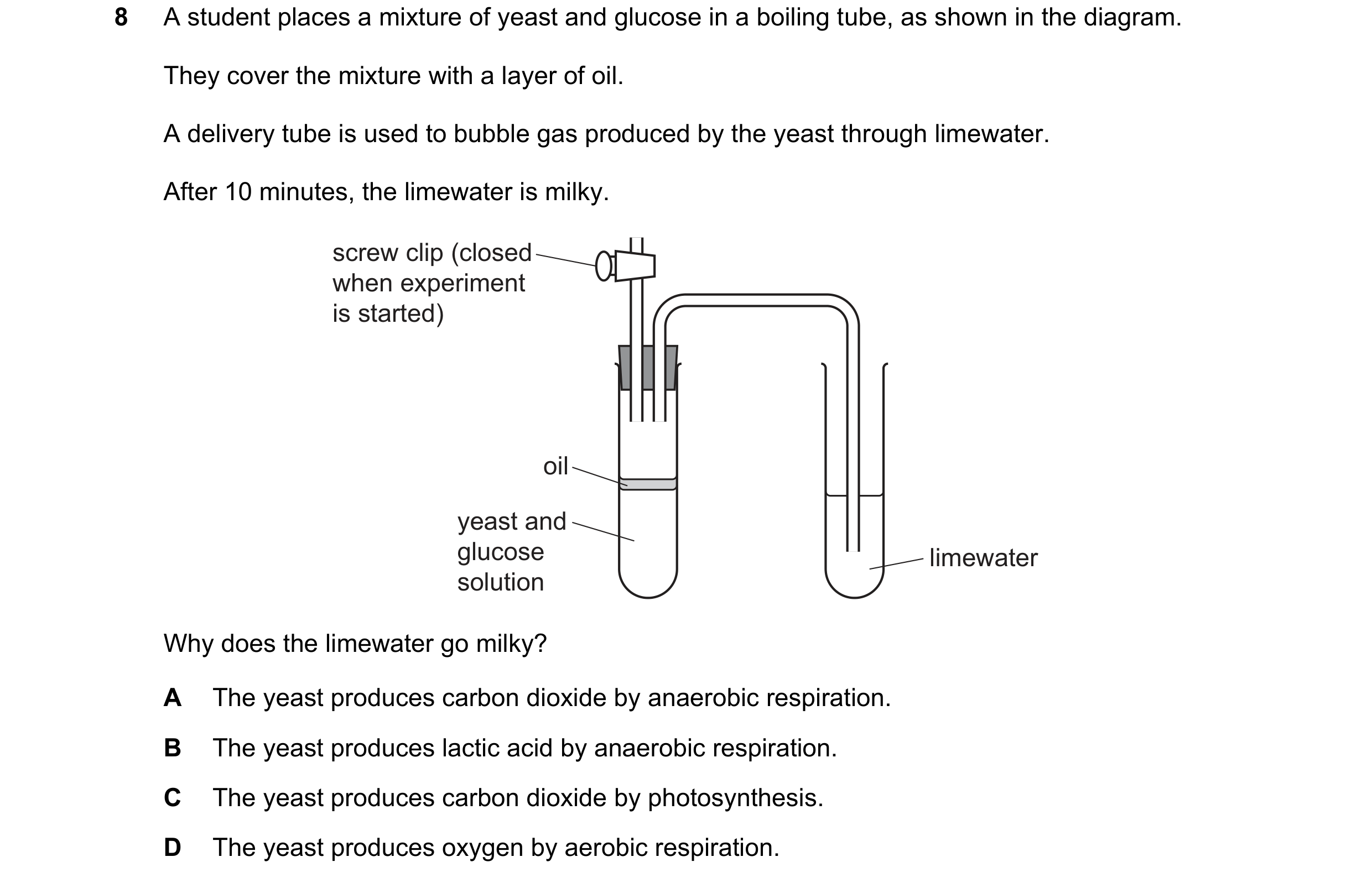 Question 42: A student places a mixture of yeast and glucose in a boiling tube, as shown in the diagram. They cover the mixture with a layer of oil. A d…