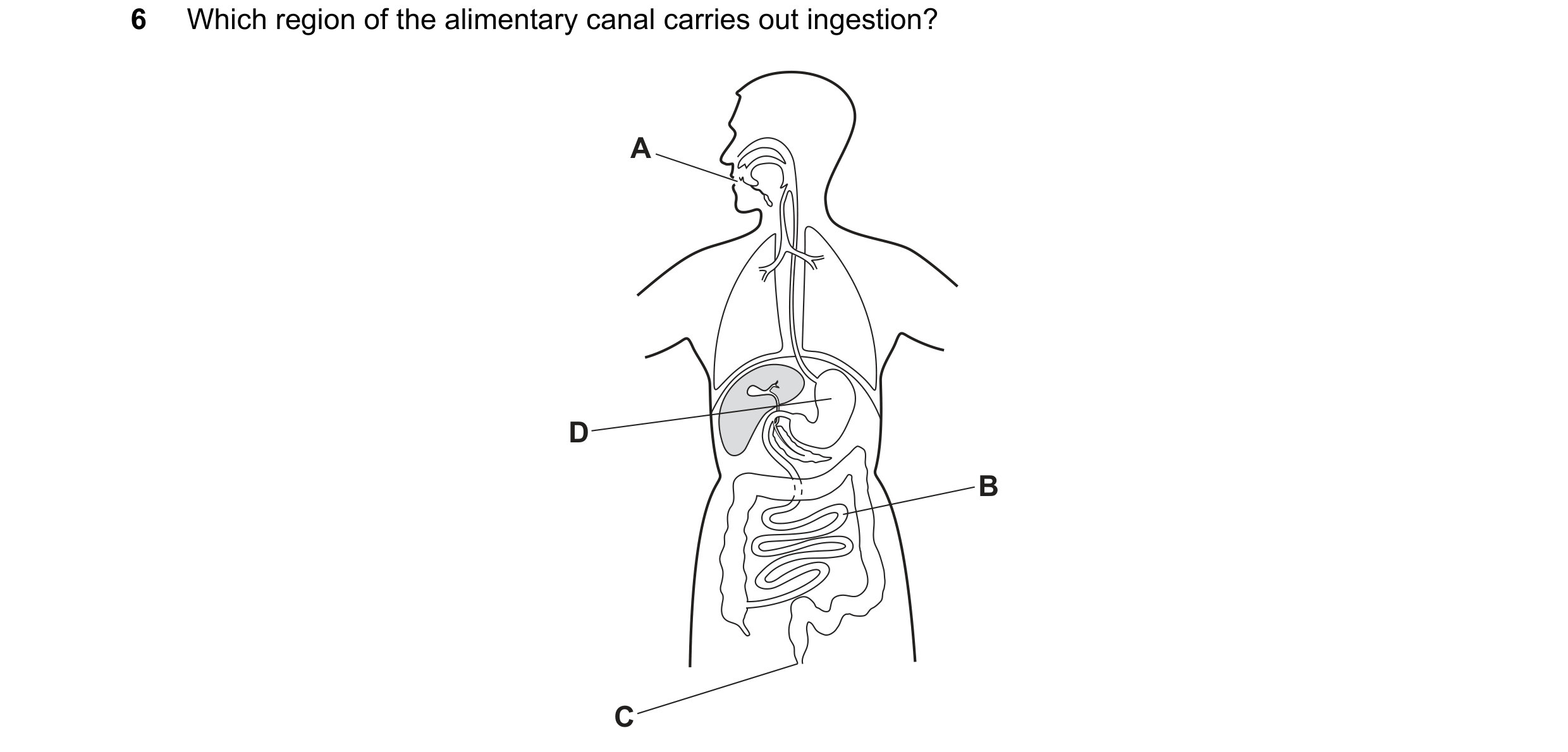 Question 44: Which region of the alimentary canal carries out ingestion? A D B C