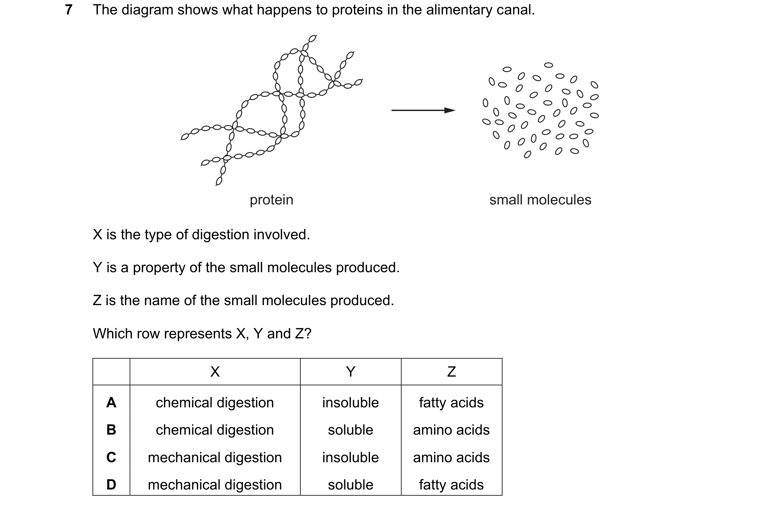 Question 49: The diagram shows what happens to proteins in the alimentary canal. protein small molecules X is the type of digestion involved. Y is a pro…