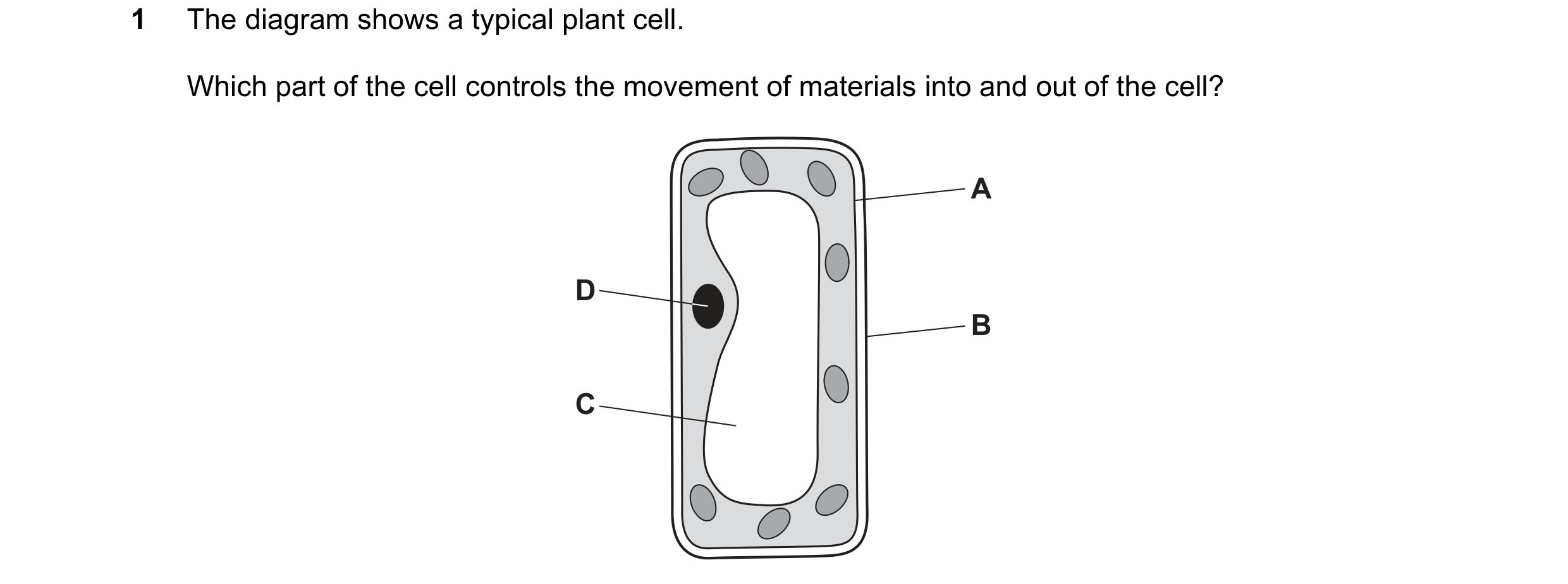 Question 13: The diagram shows a typical plant cell. Which part of the cell controls the movement of materials into and out of the cell? A D B C