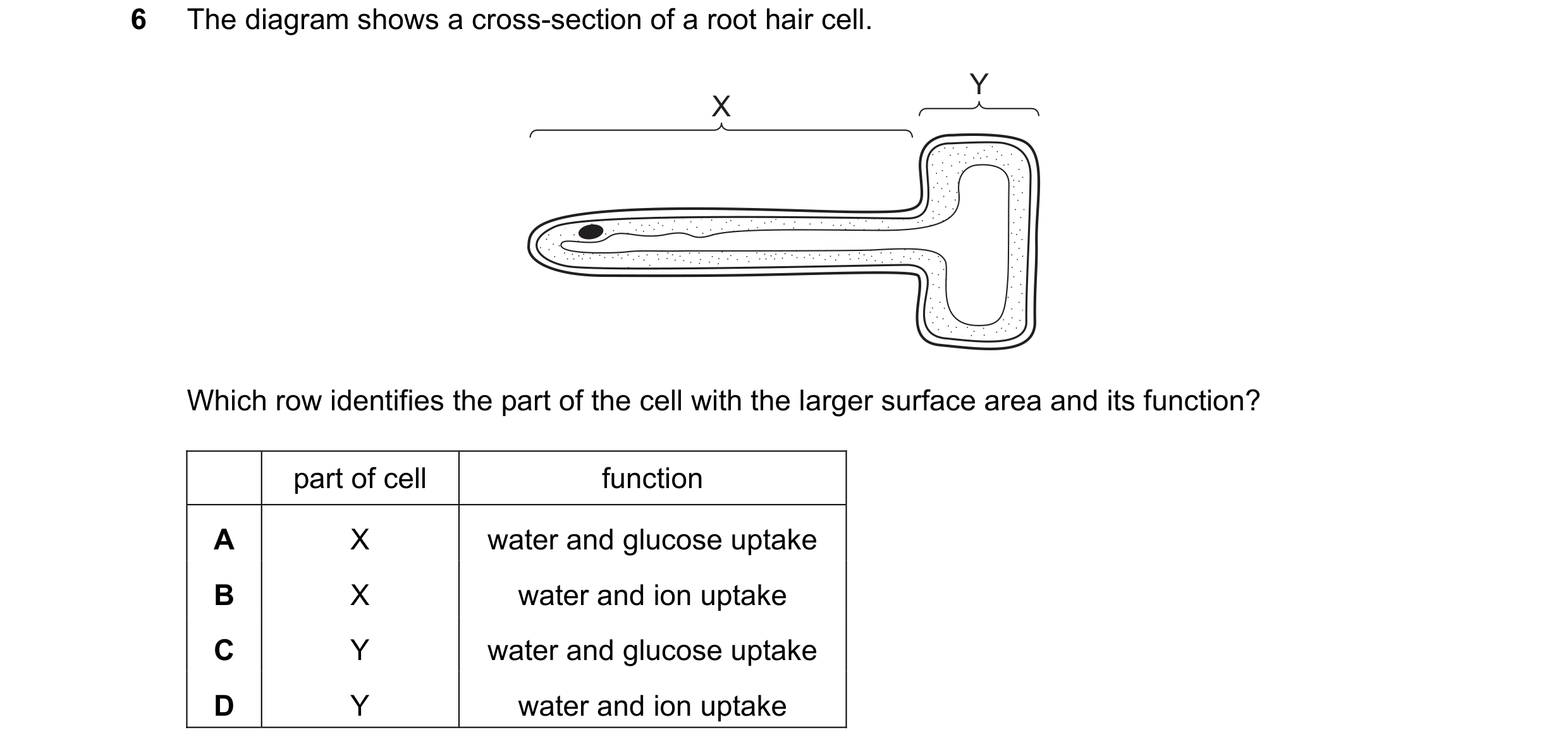 Question 6: The diagram shows a cross-section of a root hair cell. Y X Which row identifies the part of the cell with the larger surface area and its f…