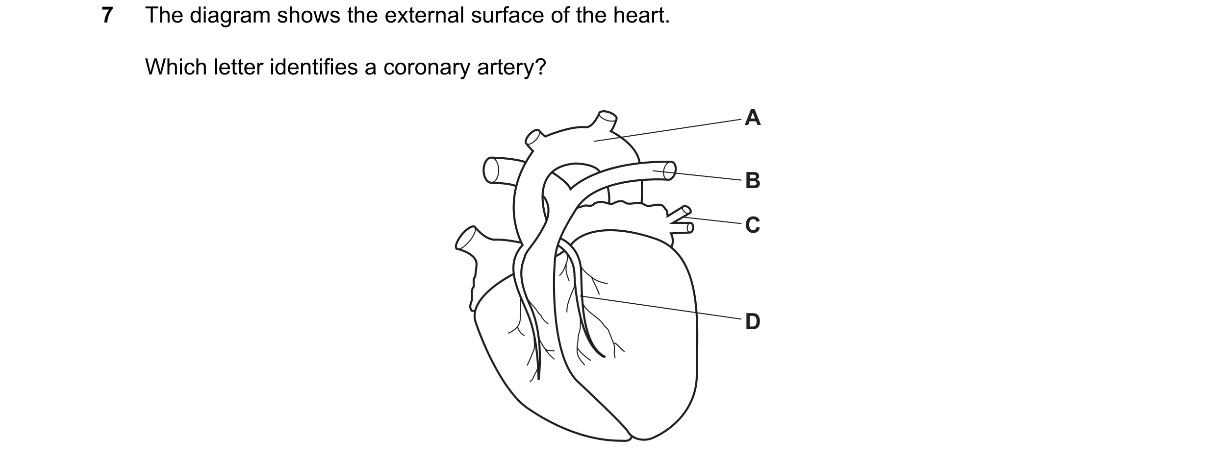 Question 10: The diagram shows the external surface of the heart. Which letter identifies a coronary artery? A B C D