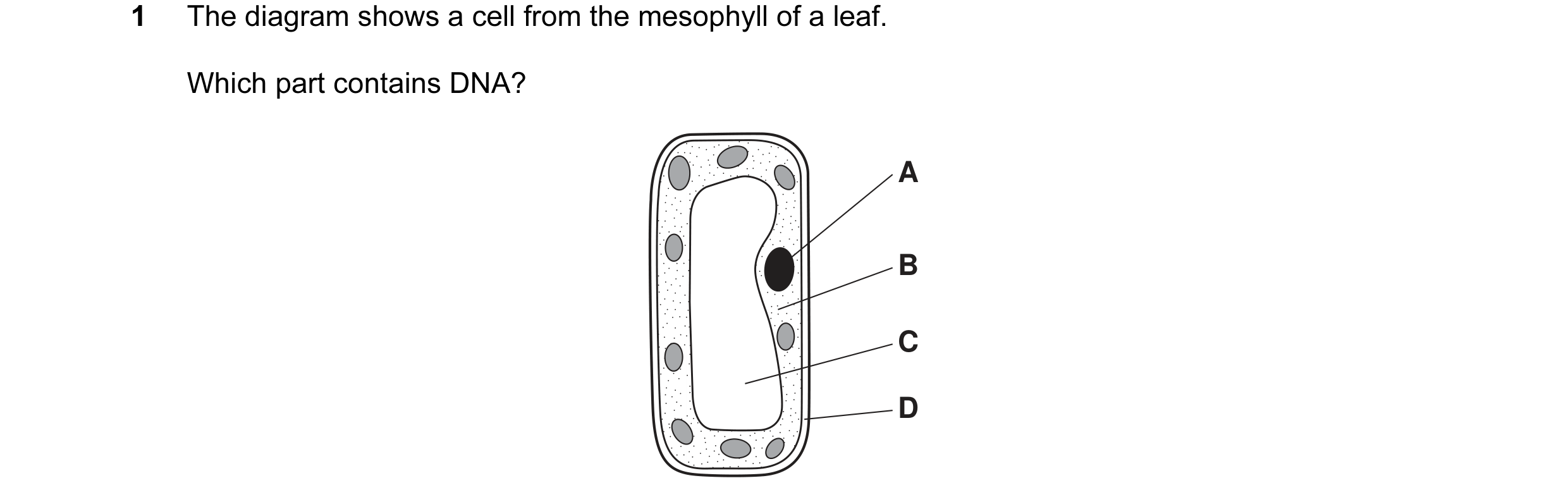 Question 31: The diagram shows a cell from the mesophyll of a leaf. Which part contains DNA? A B C D