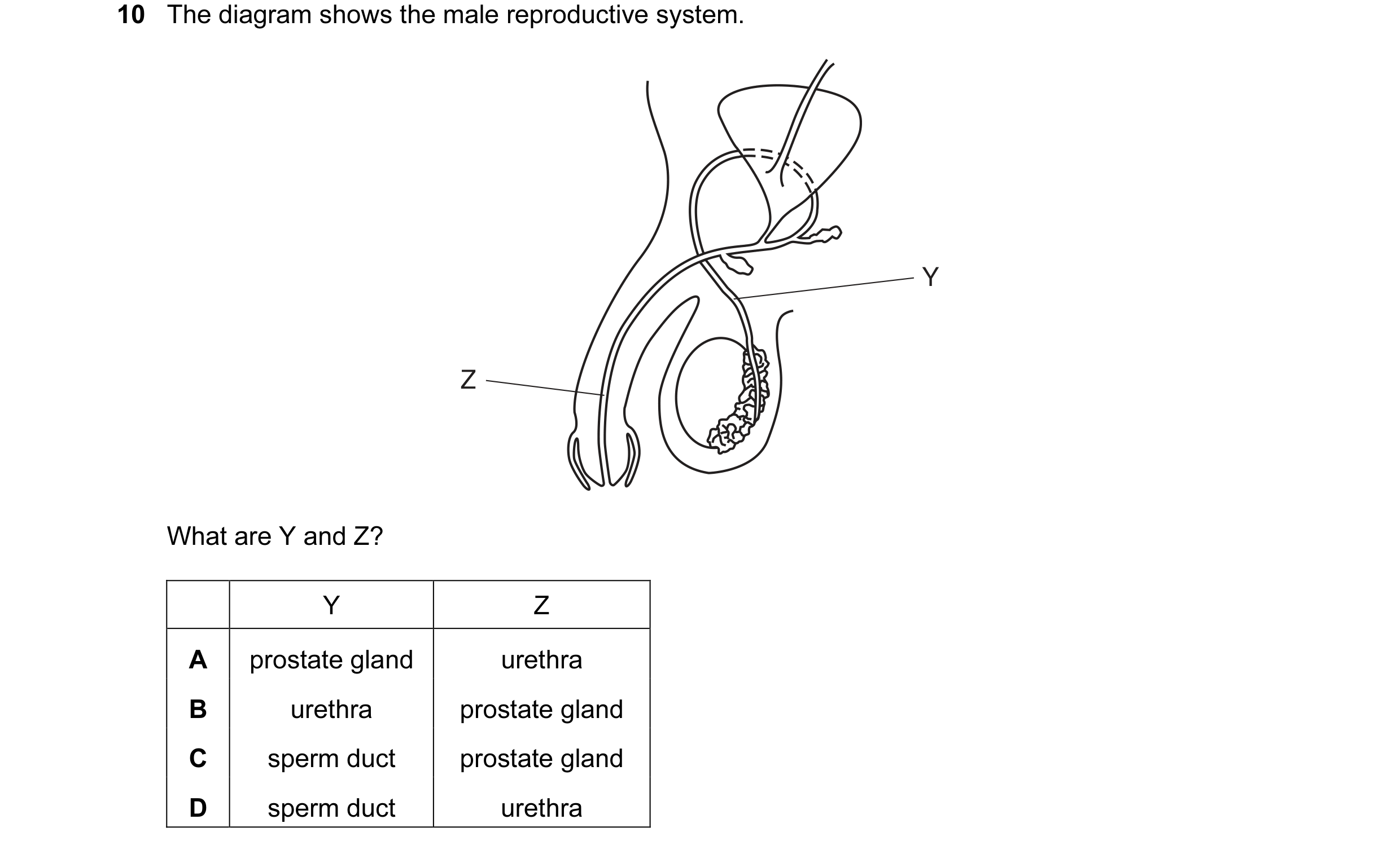 Question 24: The diagram shows the male reproductive system. Y Z What are Y and Z? Y Z A prostate gland urethra B urethra prostate gland C sperm duct pr…
