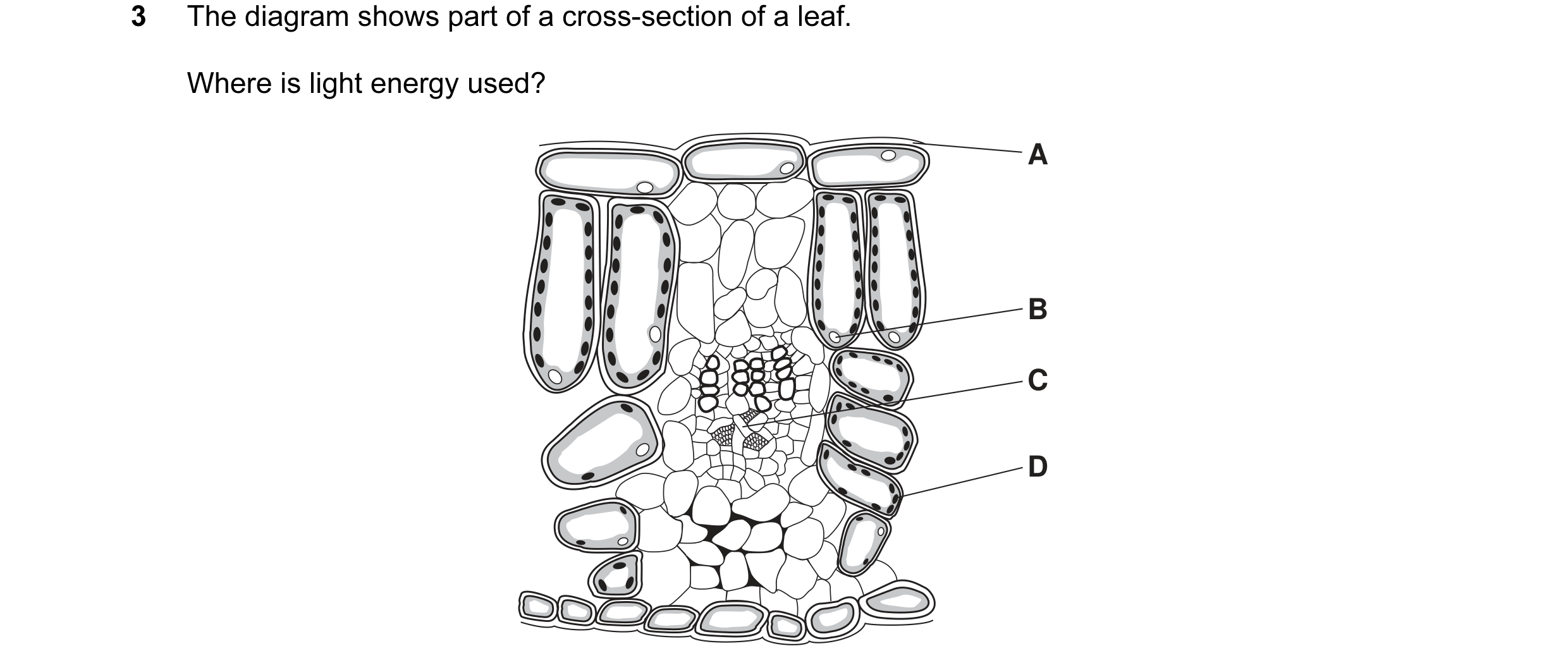 Question 20: The diagram shows part of a cross-section of a leaf. Where is light energy used? A B C D