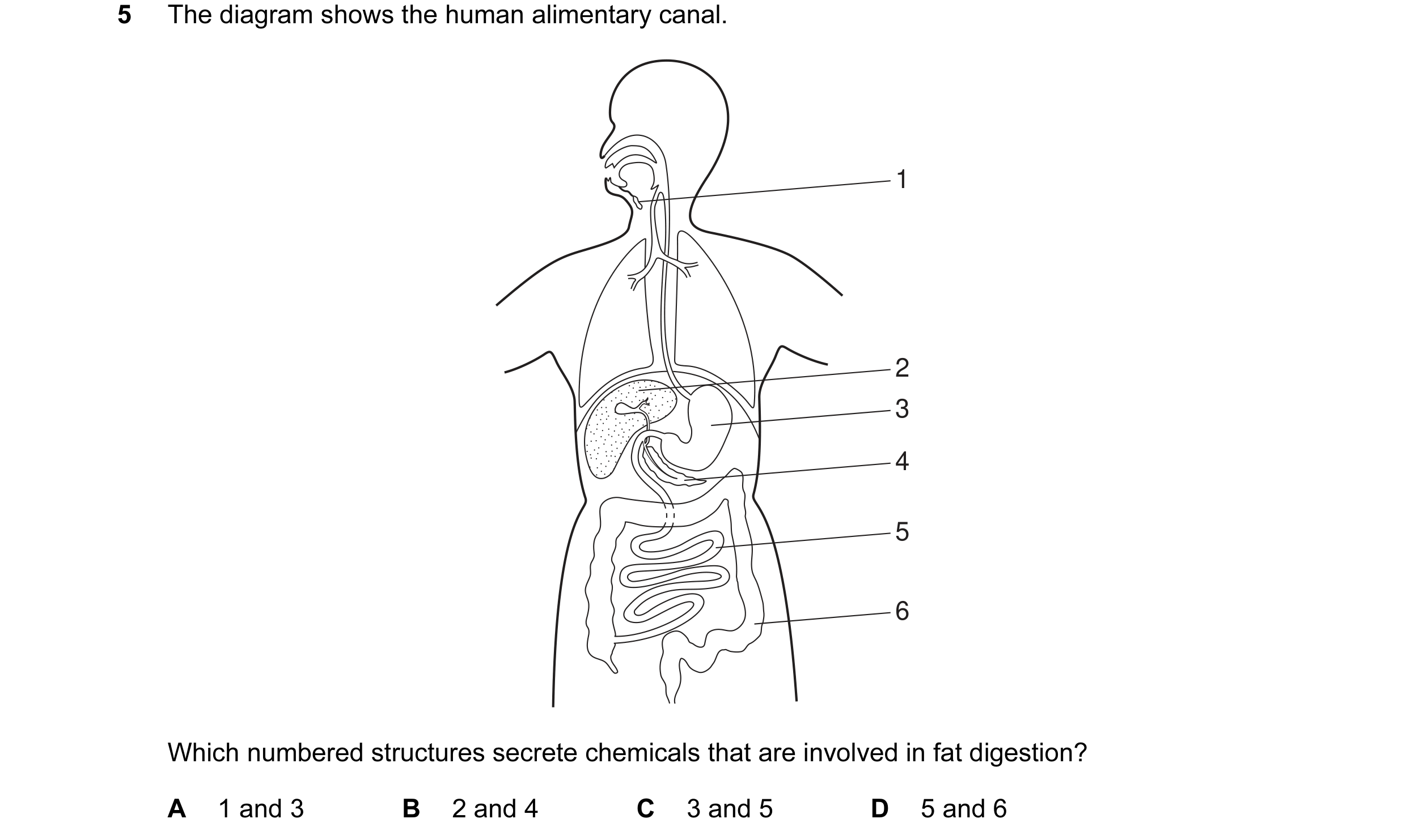 Question 9: The diagram shows the human alimentary canal. 1 2 3 4 5 6 Which numbered structures secrete chemicals that are involved in fat digestion? A…