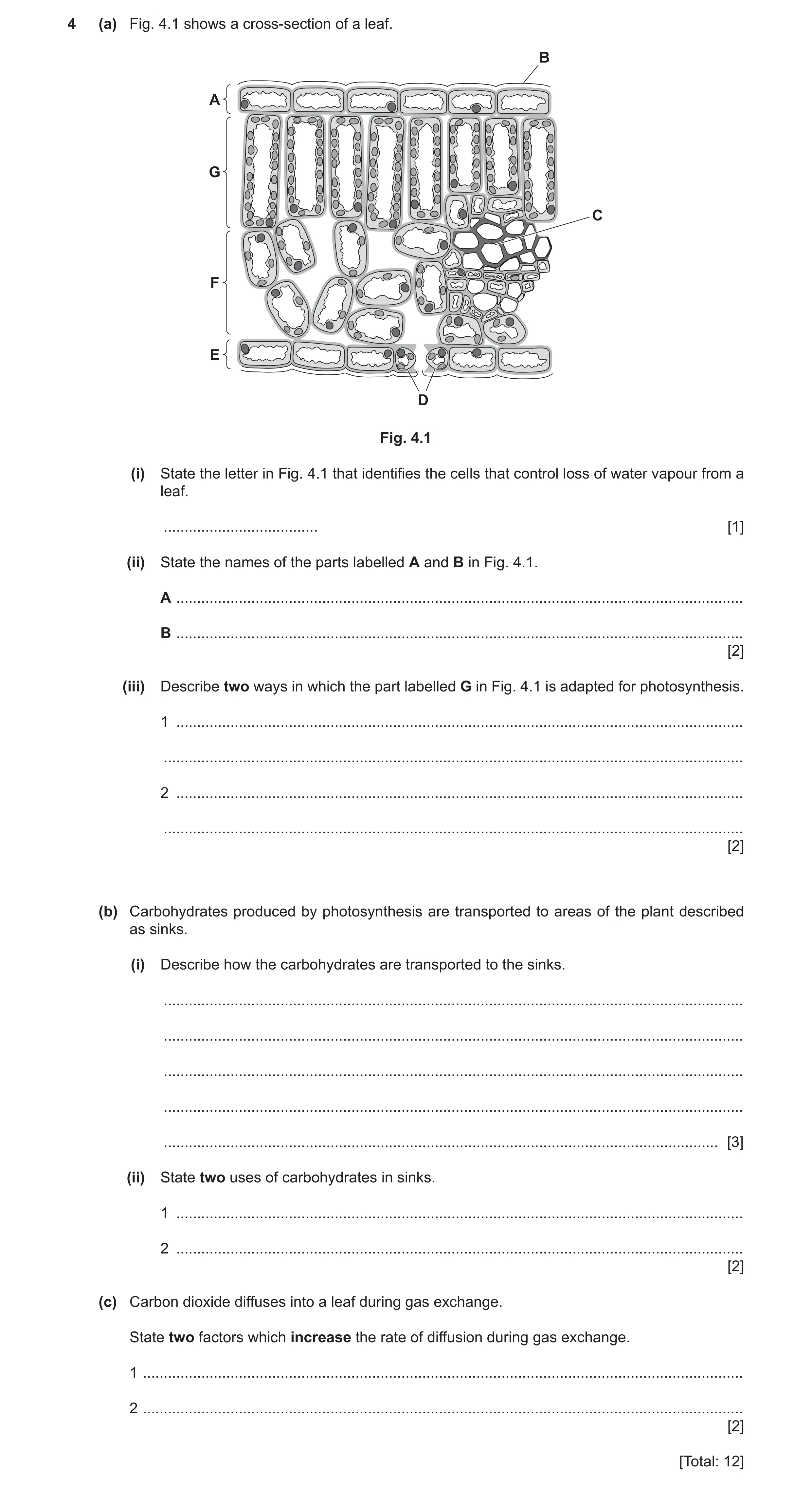 Question 7: (a) Fig. 4.1 shows a cross-section of a leaf. B A G C F E D Fig. 4.1 (i) State the letter in Fig. 4.1 that identifies the cells that contro…