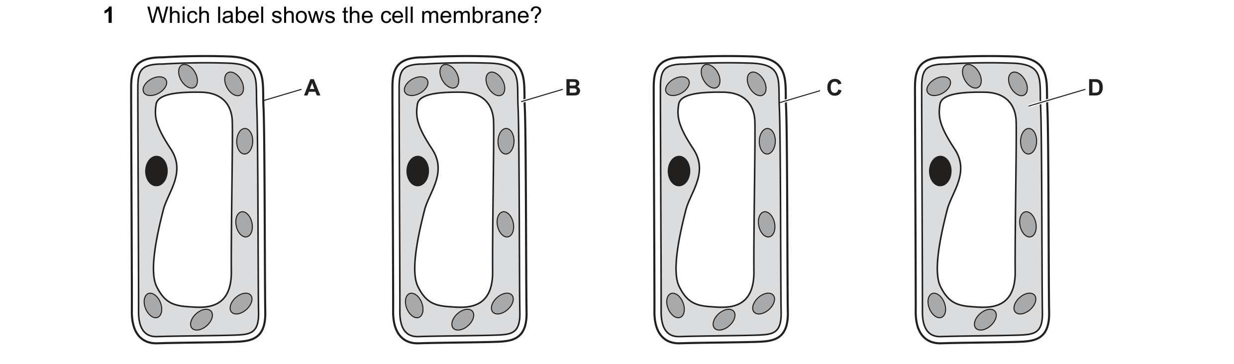 Question 79: Which label shows the cell membrane? A B C D