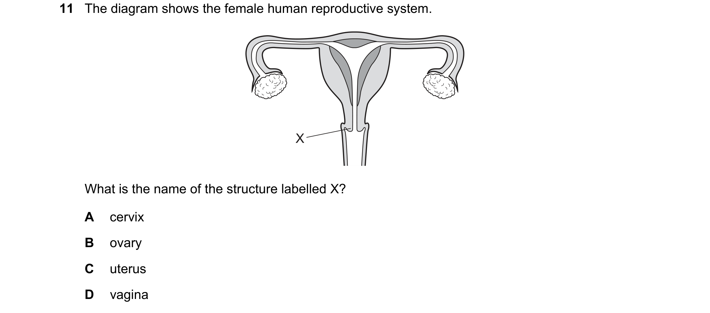 Question 94: The diagram shows the female human reproductive system. X What is the name of the structure labelled X? A cervix B ovary C uterus D vagina