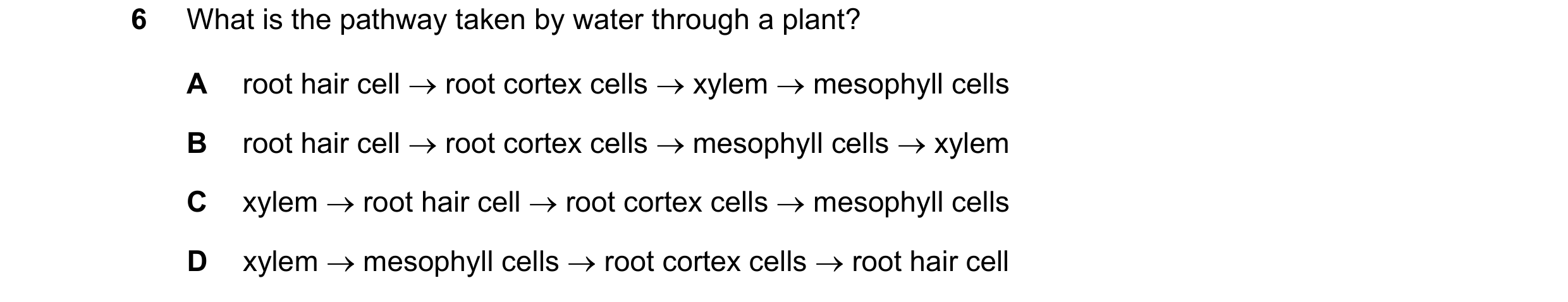 Question 21: What is the pathway taken by water through a plant? A root hair cell root cortex cells xylem mesophyll cells B root hair cell root …