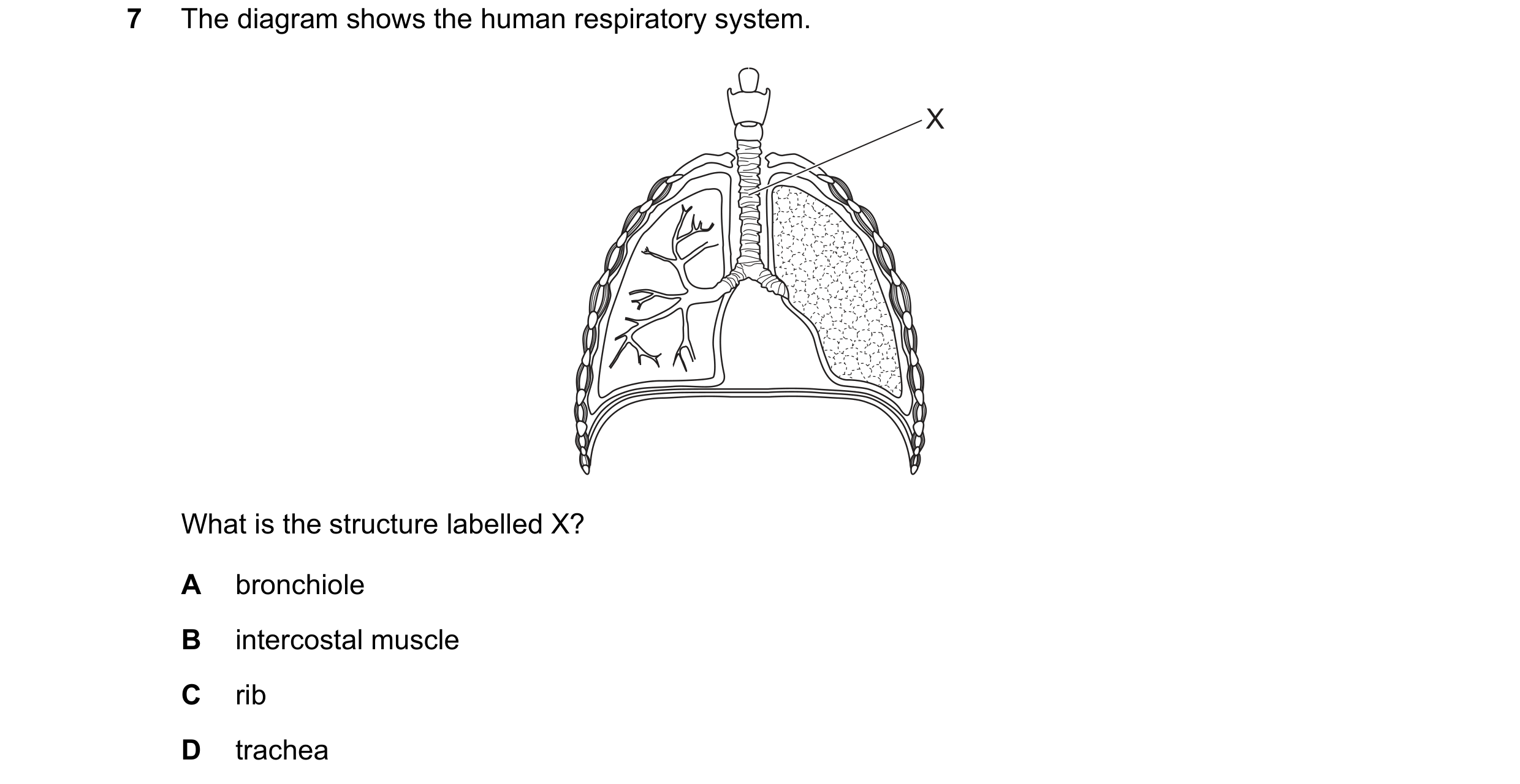 Question 82: The diagram shows the human respiratory system. X What is the structure labelled X? A bronchiole B intercostal muscle C rib D trachea